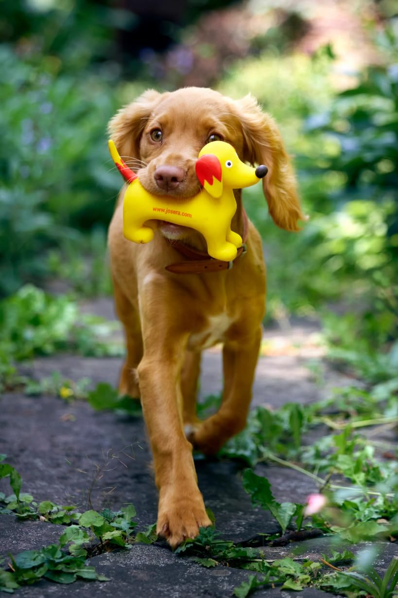 Ein goldener Welpe läuft auf einem Steinweg im Freien und trägt ein gelbes Hundespielzeug im Maul.