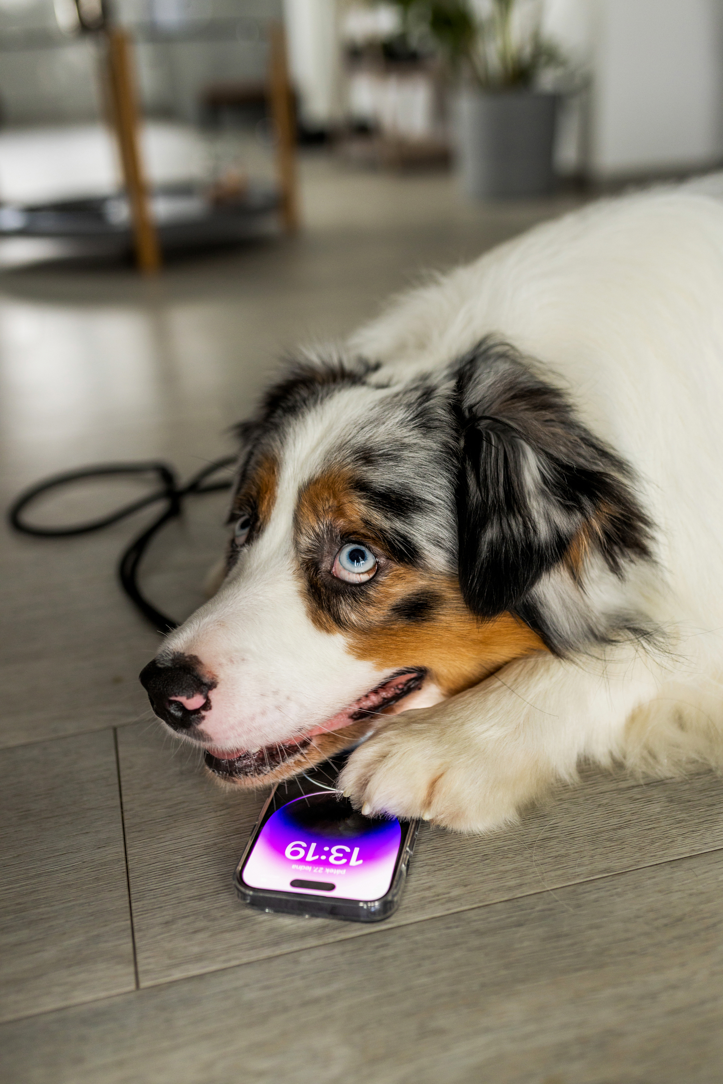 Ein Australian Shepherd liegt auf einem Holzboden und legt die Pfote auf ein Smartphone mit lila Sperrbildschirm.