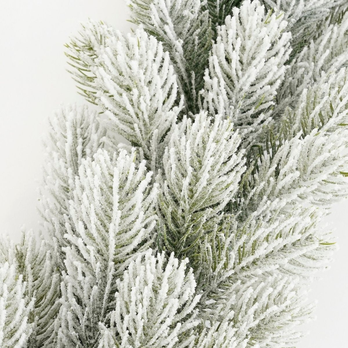 Branches de pin enneigées sur fond blanc.