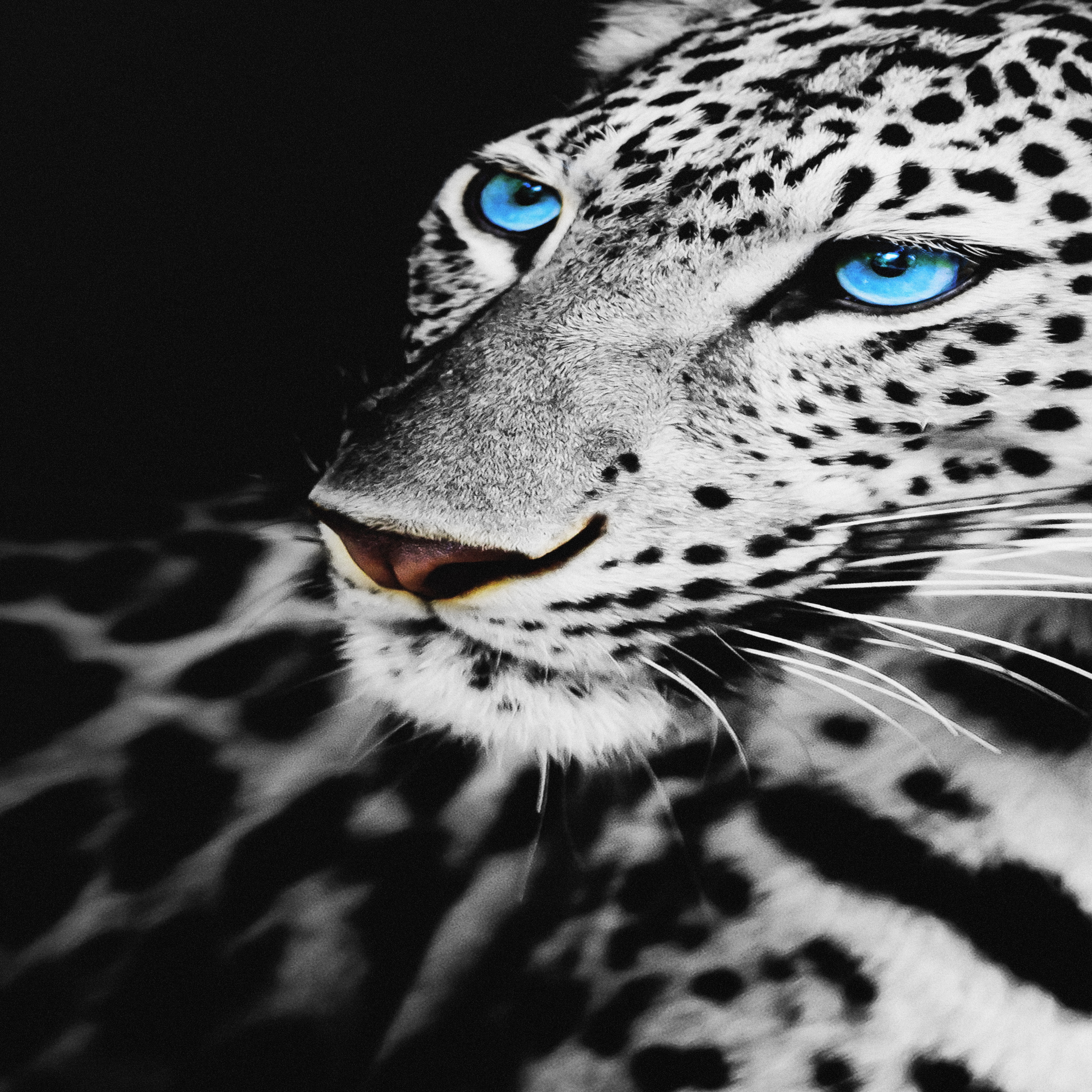 Nahaufnahme eines schwarz-weißen Leoparden mit leuchtend blauen Augen vor schwarzem Hintergrund.