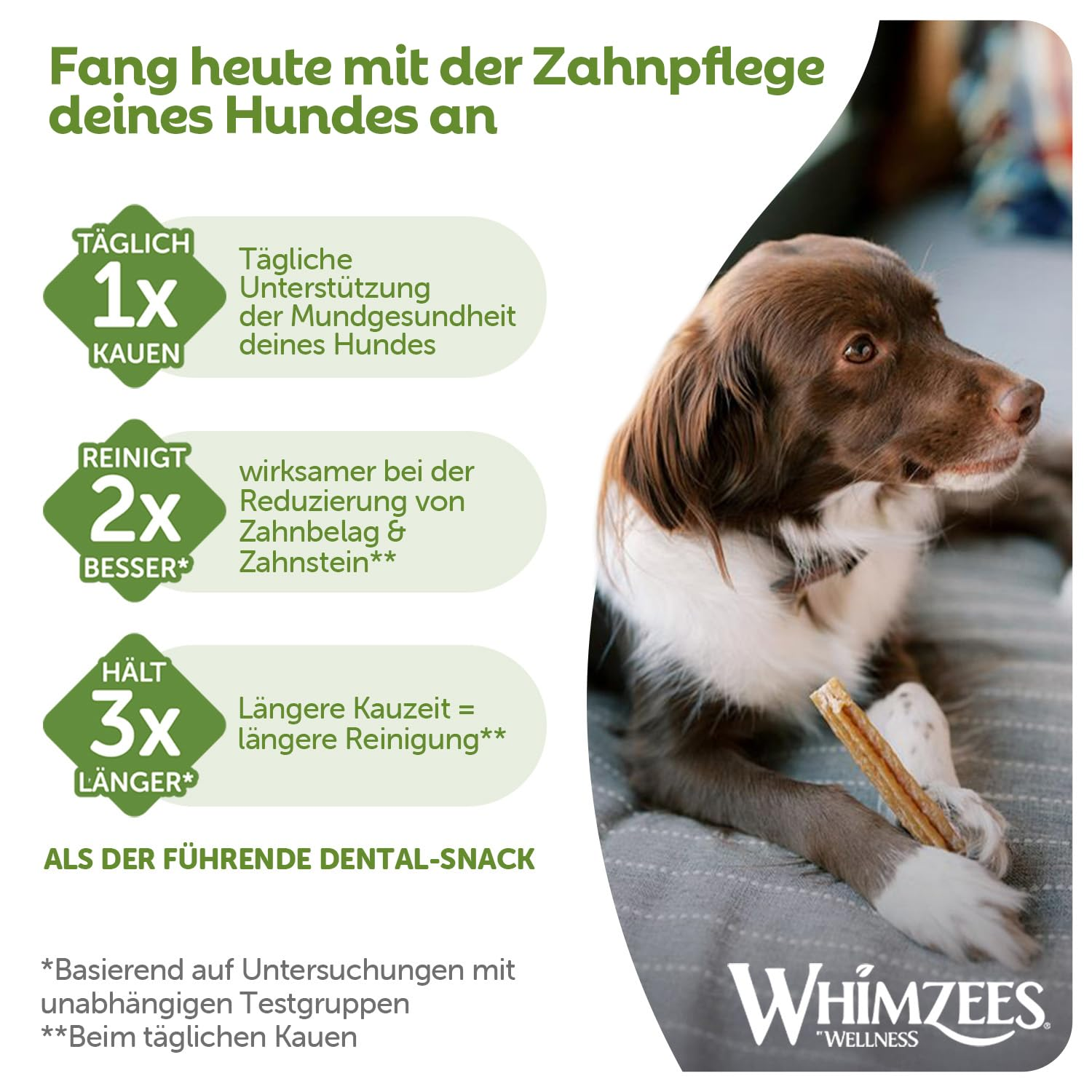 Ein braun-weißer Hund kaut auf einem Dental-Snack, begleitet von Infografiken zur Zahnpflege.