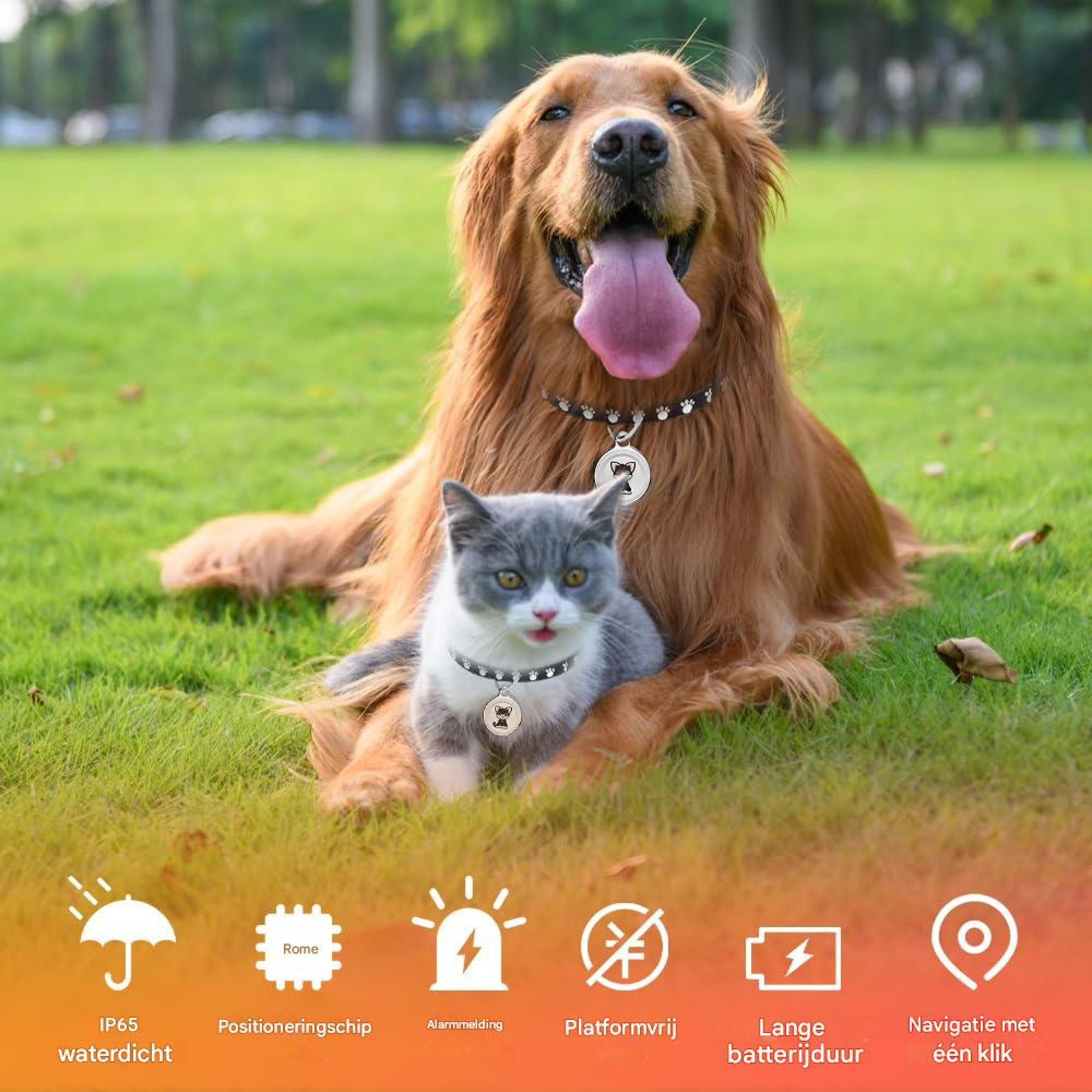 Ein goldener Retriever und eine graue Katze mit Halsbändern sitzen auf grünem Gras im Park.