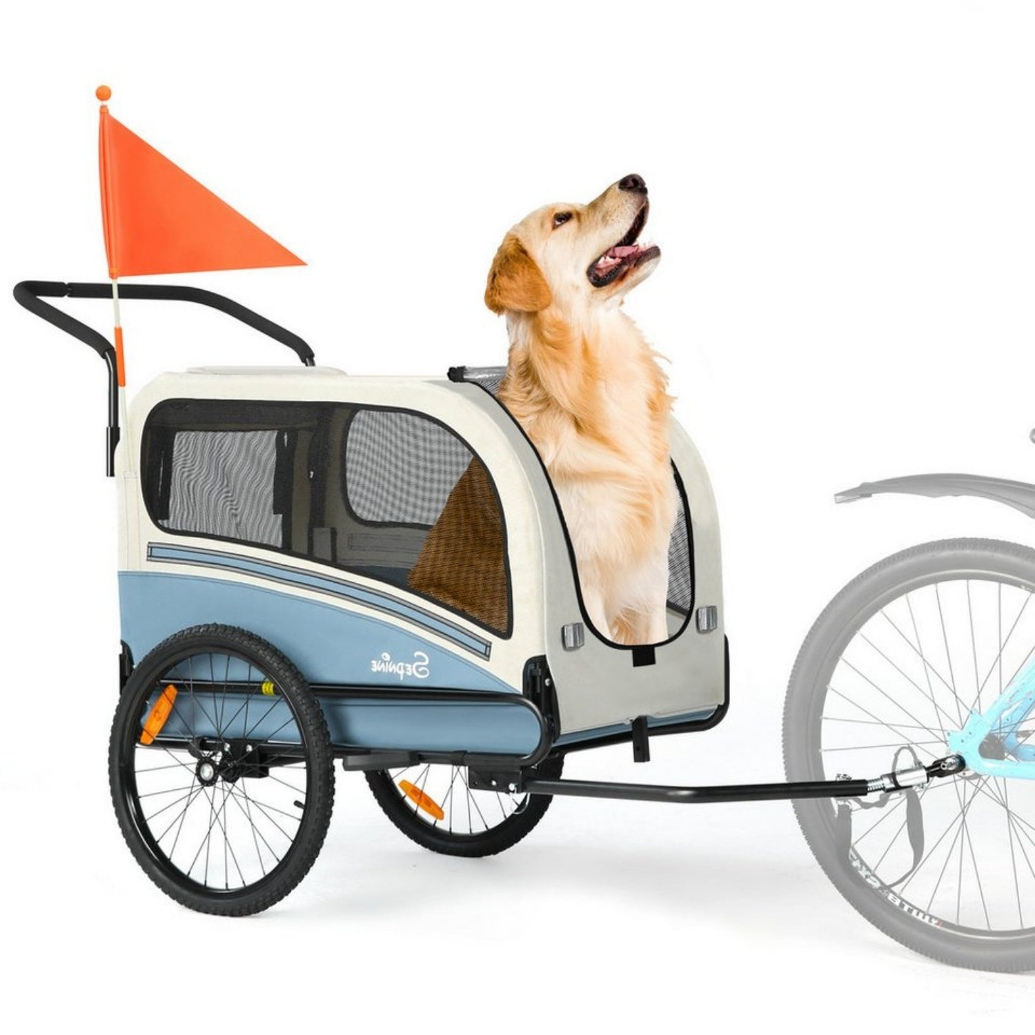 Un golden retriever se sienta en un remolque azul y crema para bicicletas con una bandera naranja.