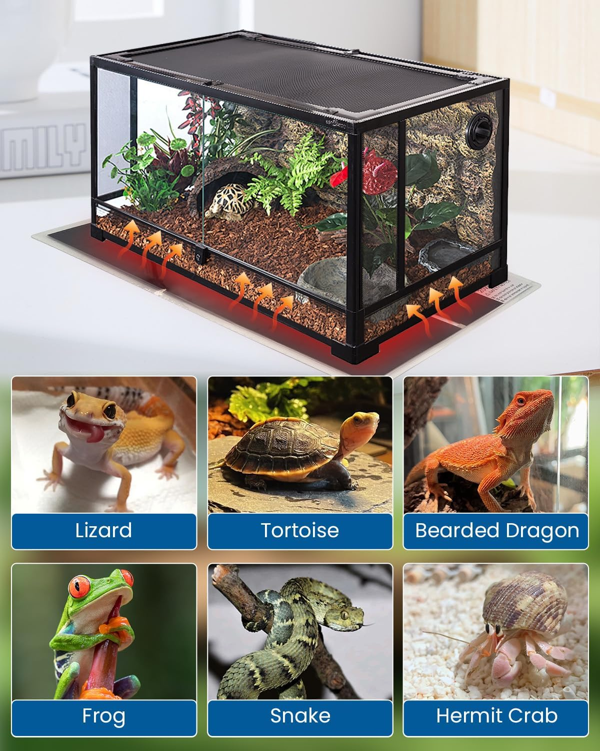 Ein Reptilienterrarium mit Heizmatte und sechs kleinen Haustieren wie Eidechse, Schildkröte und Frosch.