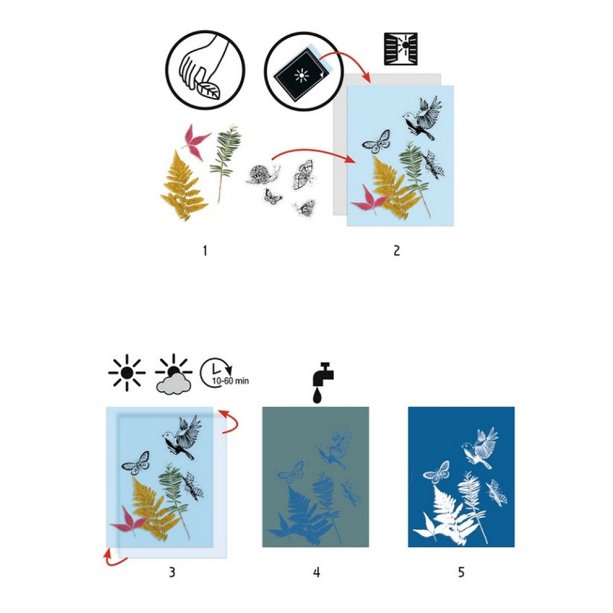 Anleitung für Cyanotypie: Pflanzen und Motive auf Papier legen, belichten und mit Wasser ausspülen.