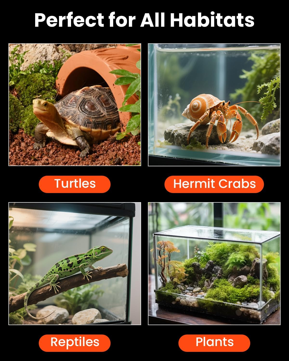 Vier Bilder von Lebensräumen für Schildkröten, Einsiedlerkrebse, Reptilien und Pflanzen in Glasterrarien.