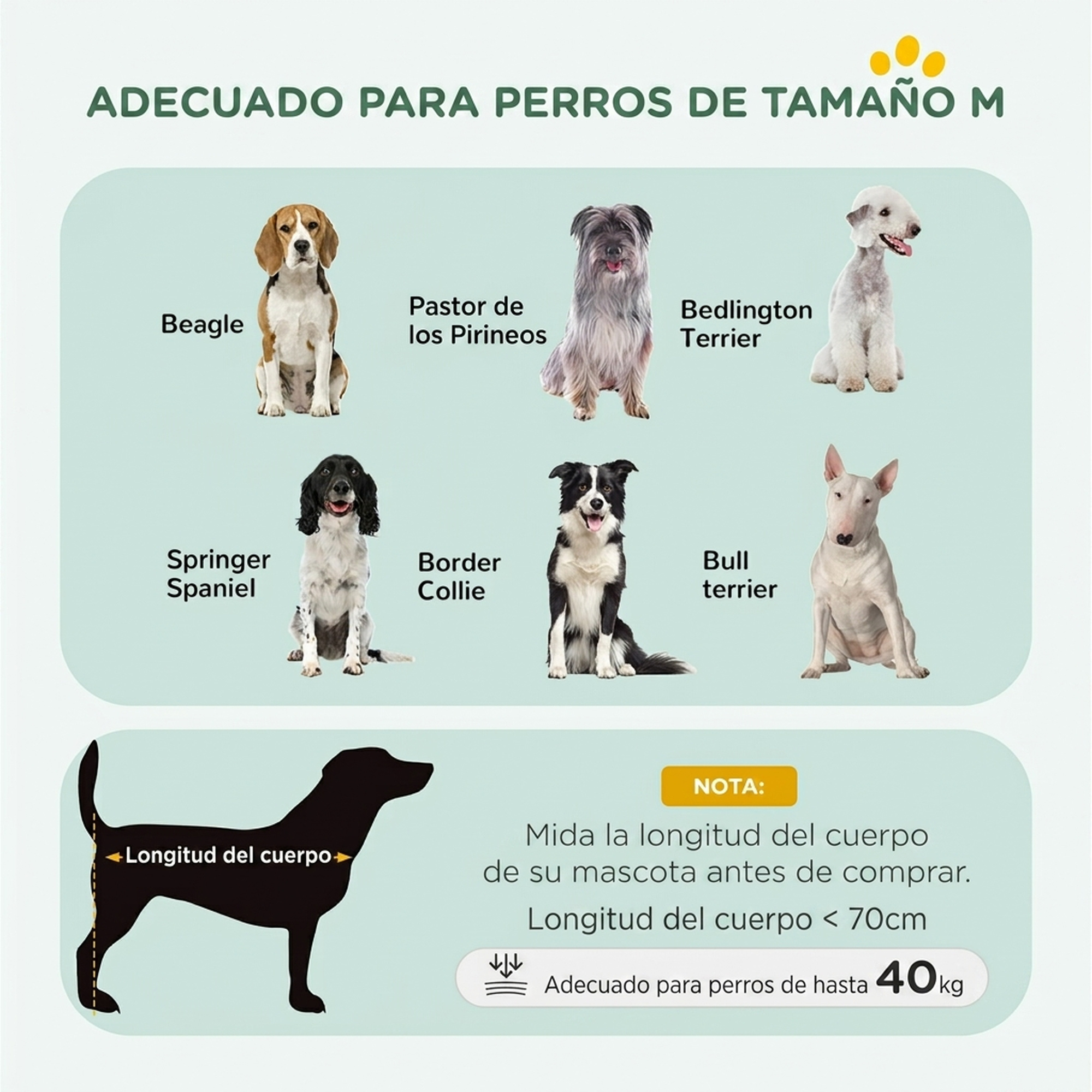 Infografía que muestra razas de perros medianos como Beagle y Collie, con pautas de longitud corporal y peso.