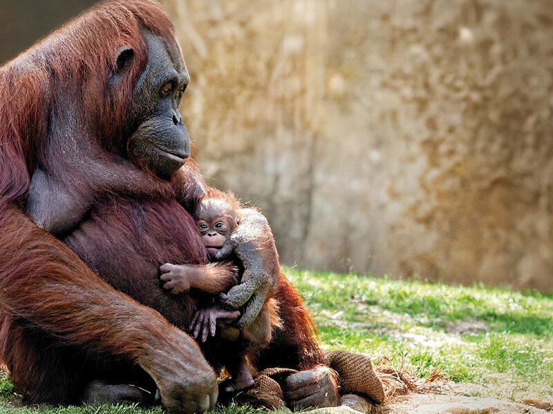 Un orangután adulto sostiene y protege suavemente a su cría sobre hierba verde.