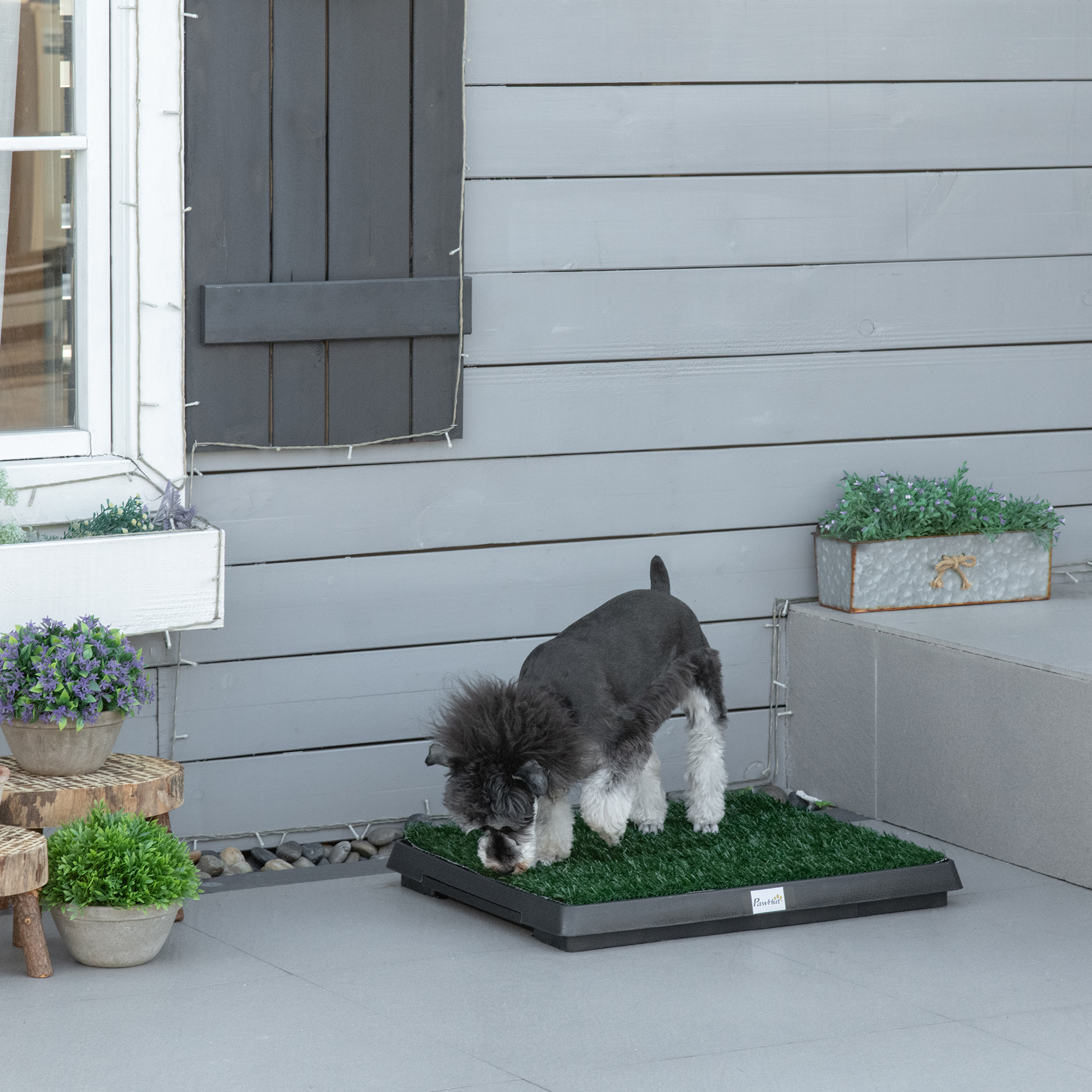 Un piccolo cane grigio si trova su un tappeto d'erba finta davanti a una parete di legno grigia.