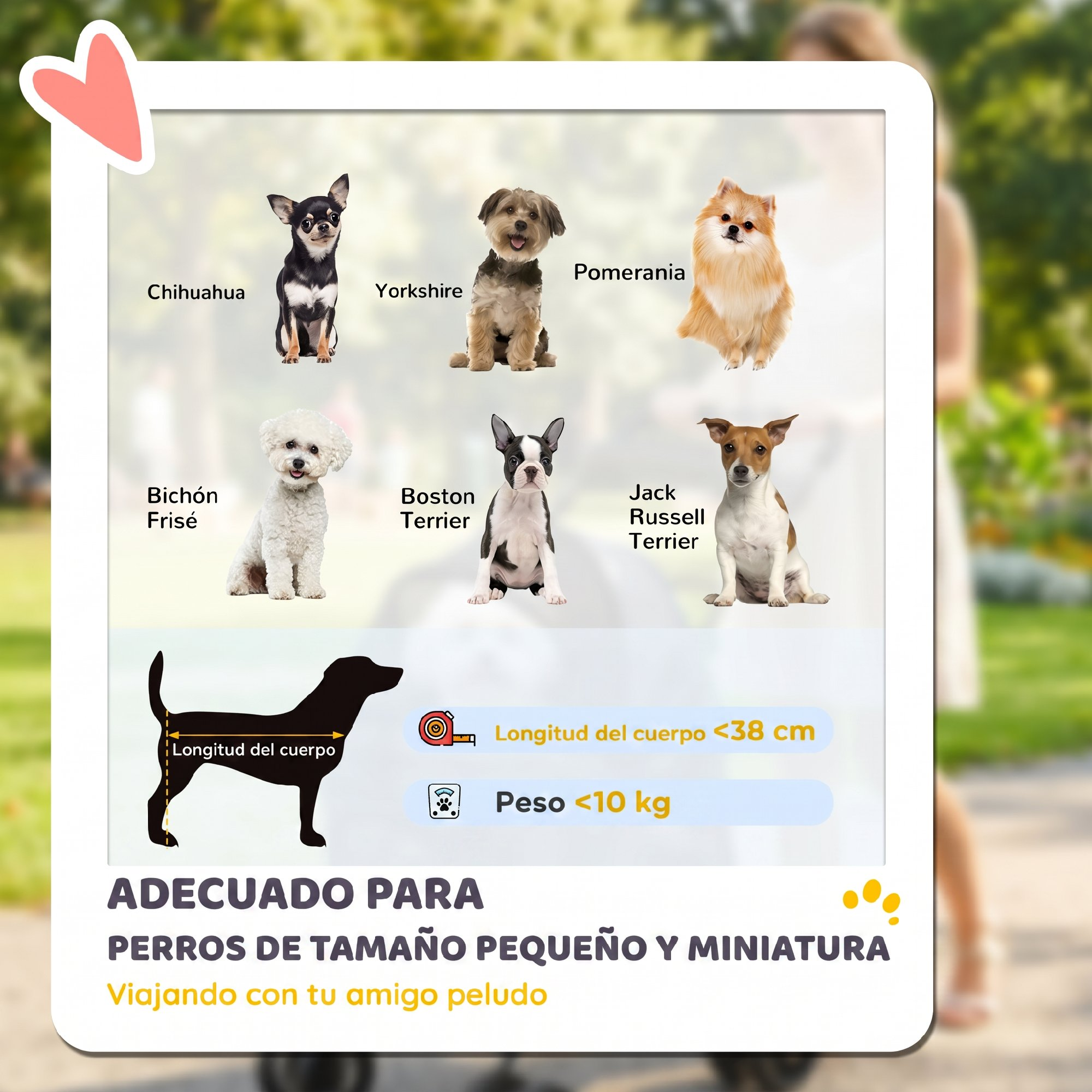 Infografía con razas de perros pequeños de menos de 38 cm y 10 kg.