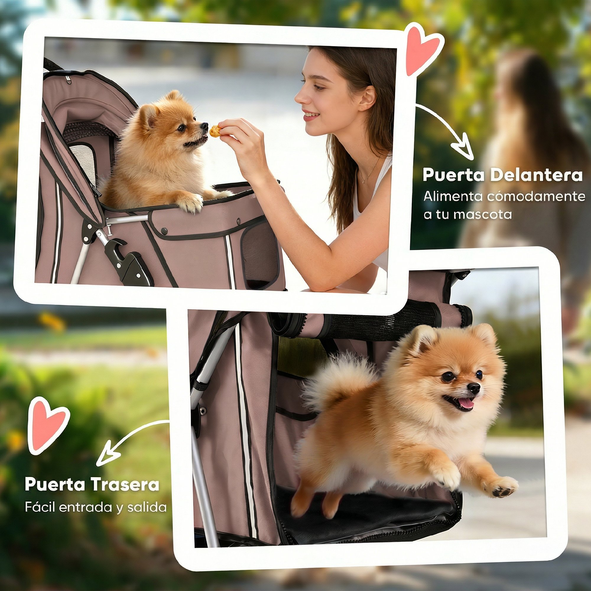Una mujer alimenta a un pomerania en un carrito, abajo el perro salta.