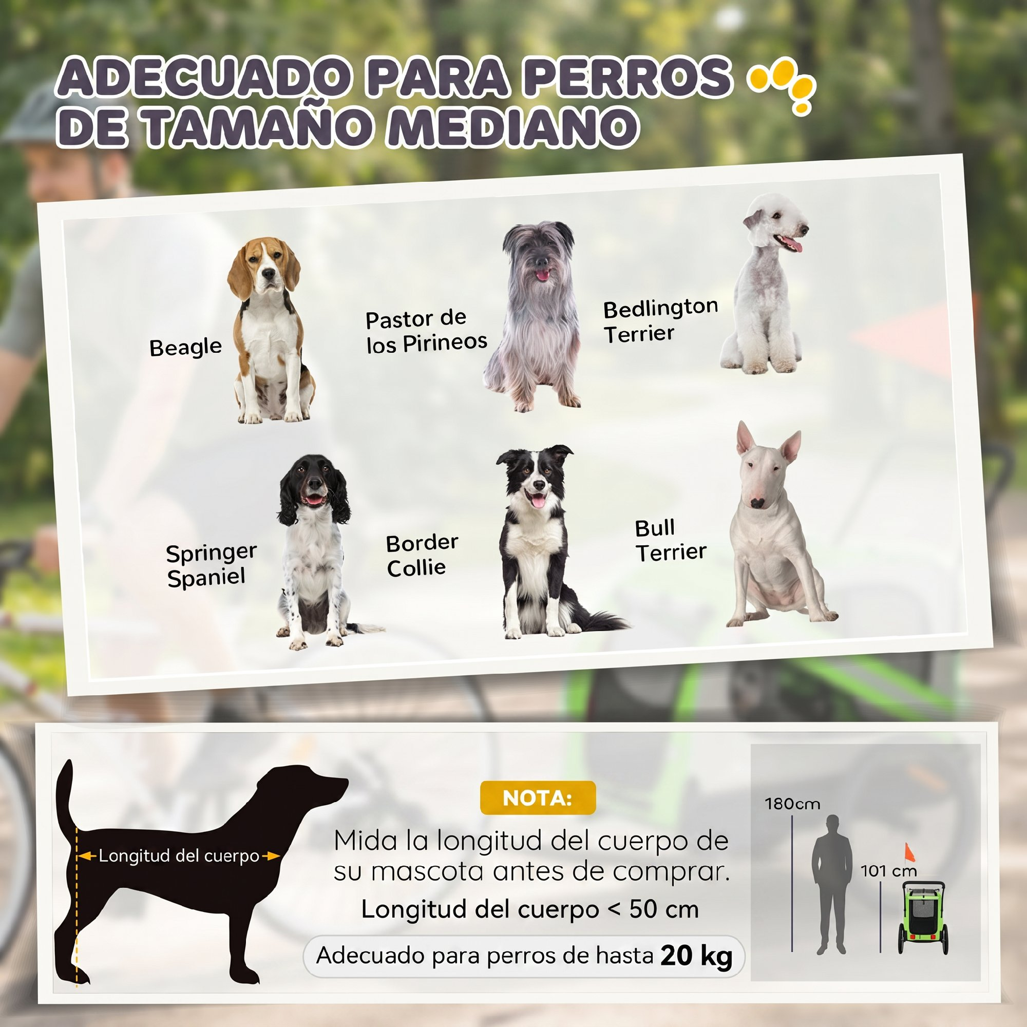 Infografía con razas de perros medianas e instrucciones de medida para remolques.