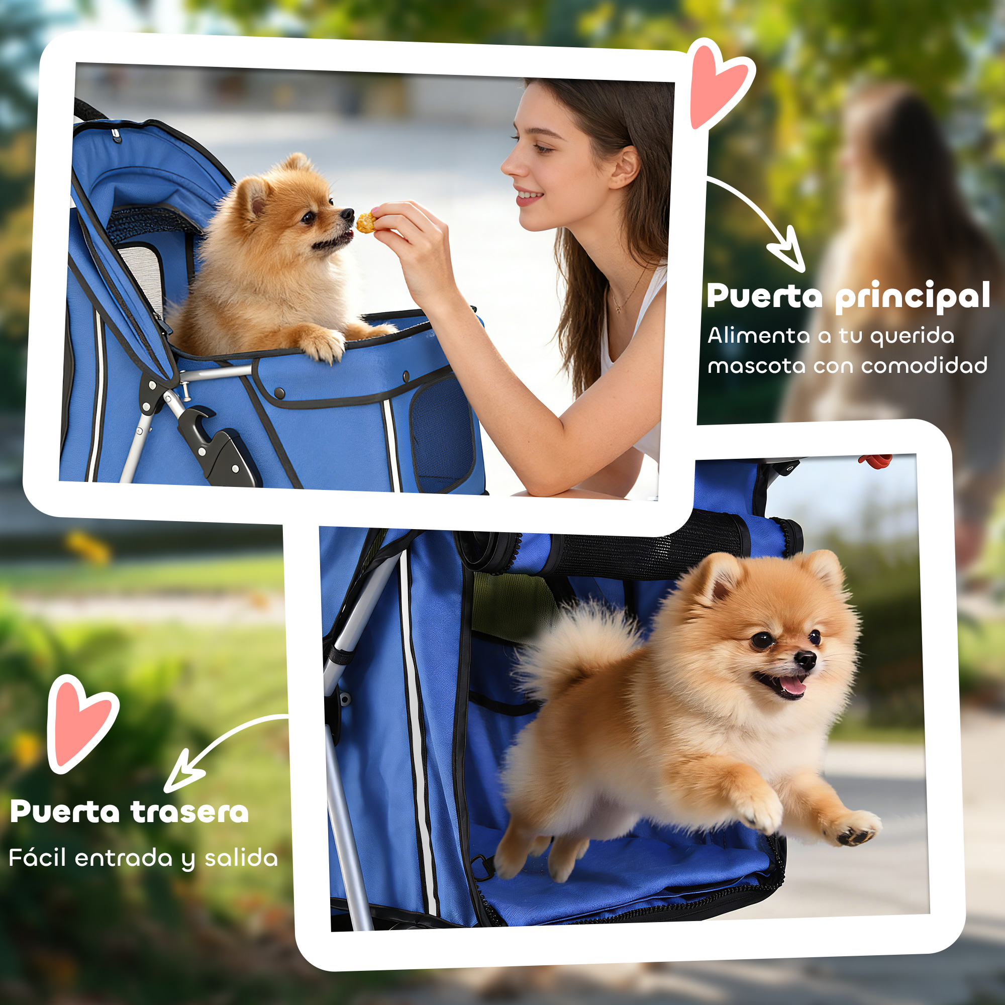 Una mujer alimenta a un Pomerania en un carrito azul, y otra imagen muestra al perro saltando.