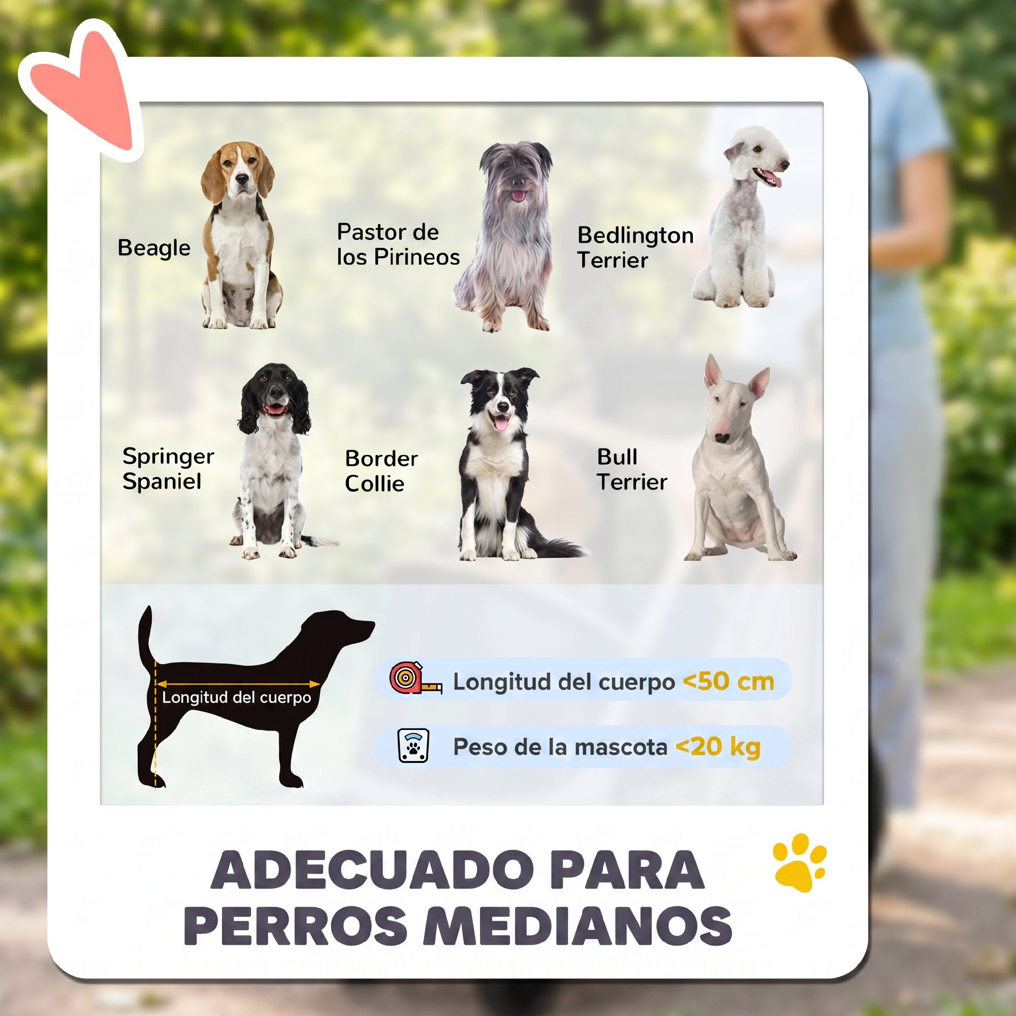 Gráfico que muestra seis razas de perros, incluyendo Beagle y Collie, con pautas de tamaño y peso para perros medianos.