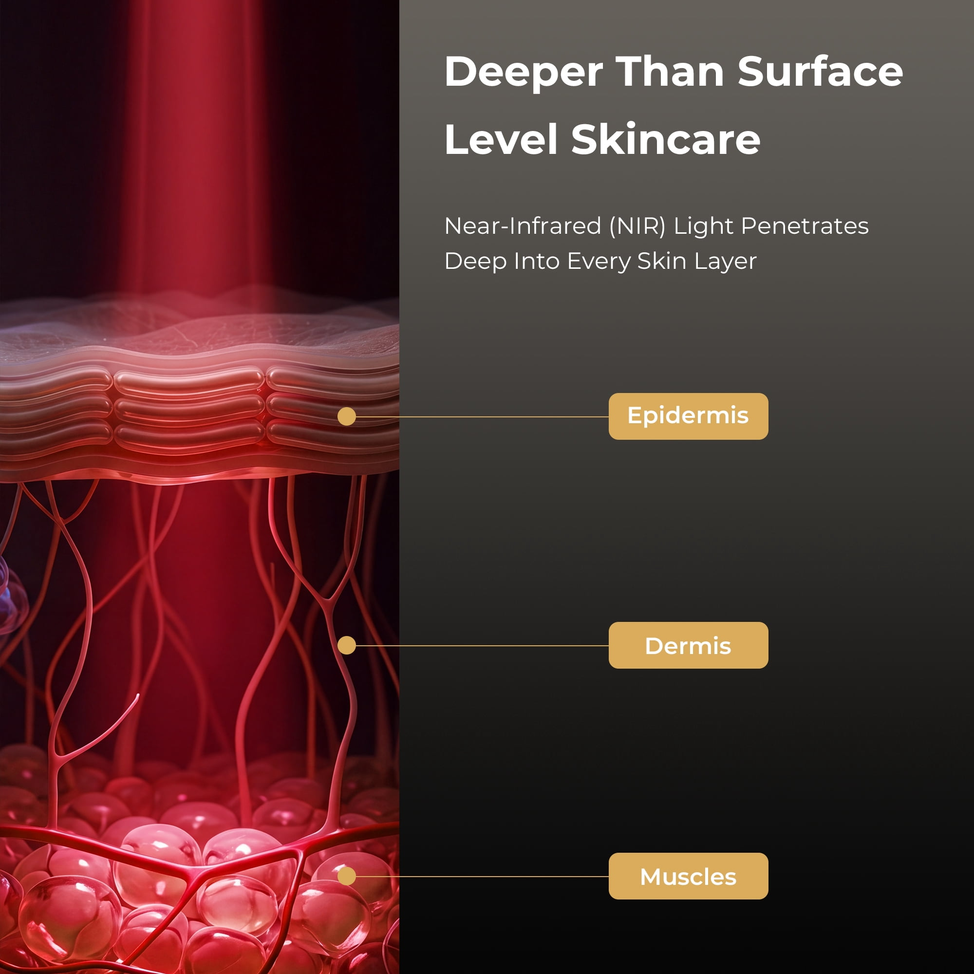Diagramm zeigt NIR-Licht, das in Epidermis, Dermis und Muskeln eindringt.