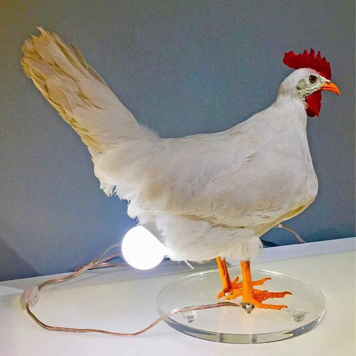 Eine taxidermierte weiße Henne steht auf einer Glasplatte und hat eine leuchtende Glühbirne als Ei.