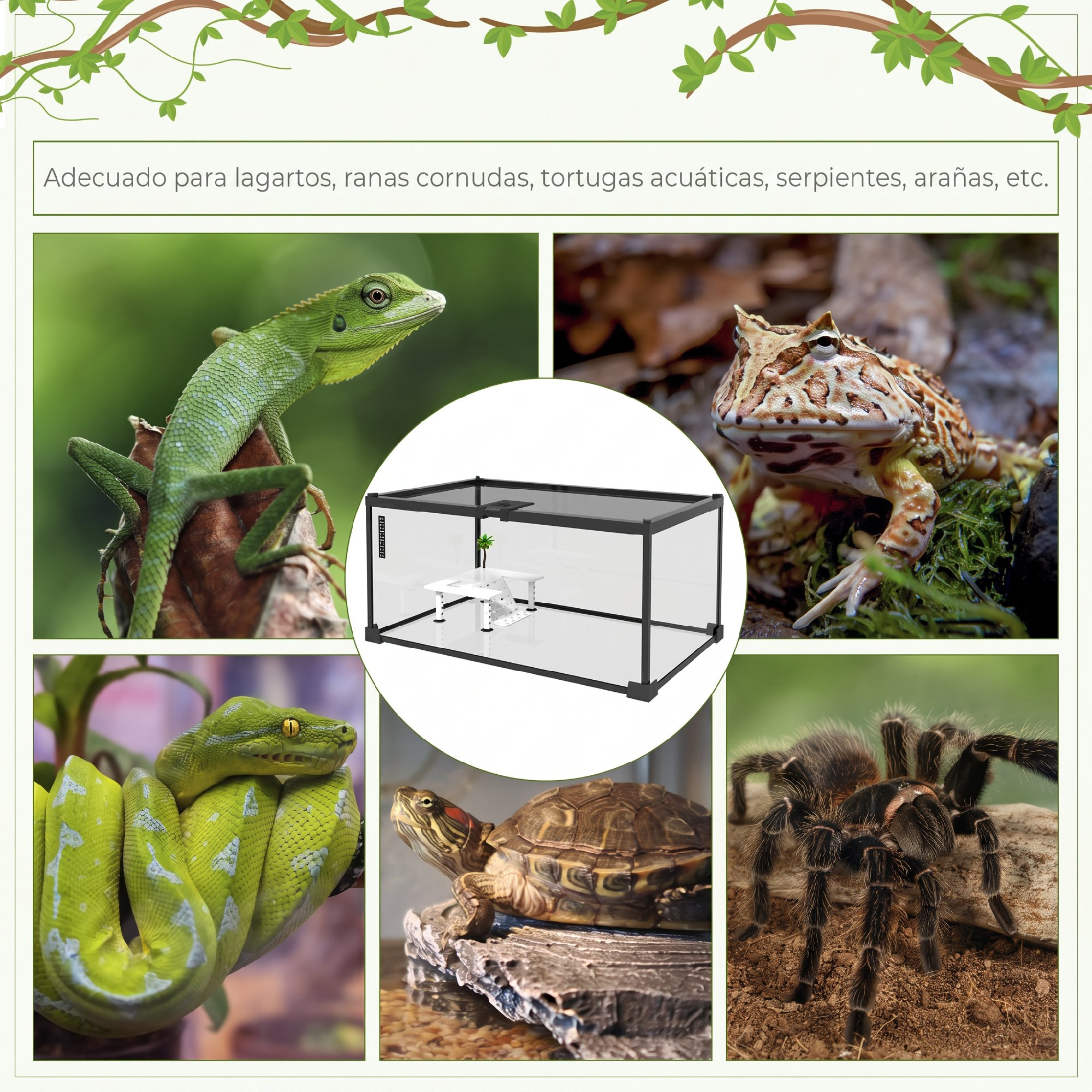 Un terrario rodeado por una lagartija verde, rana cornuda, serpiente verde, tortuga y tarántula.