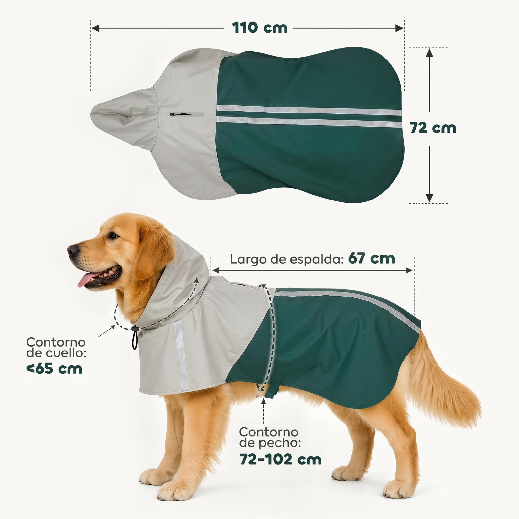 Golden retriever con impermeable verde y gris, mostrando dimensiones del producto y guías de medida.