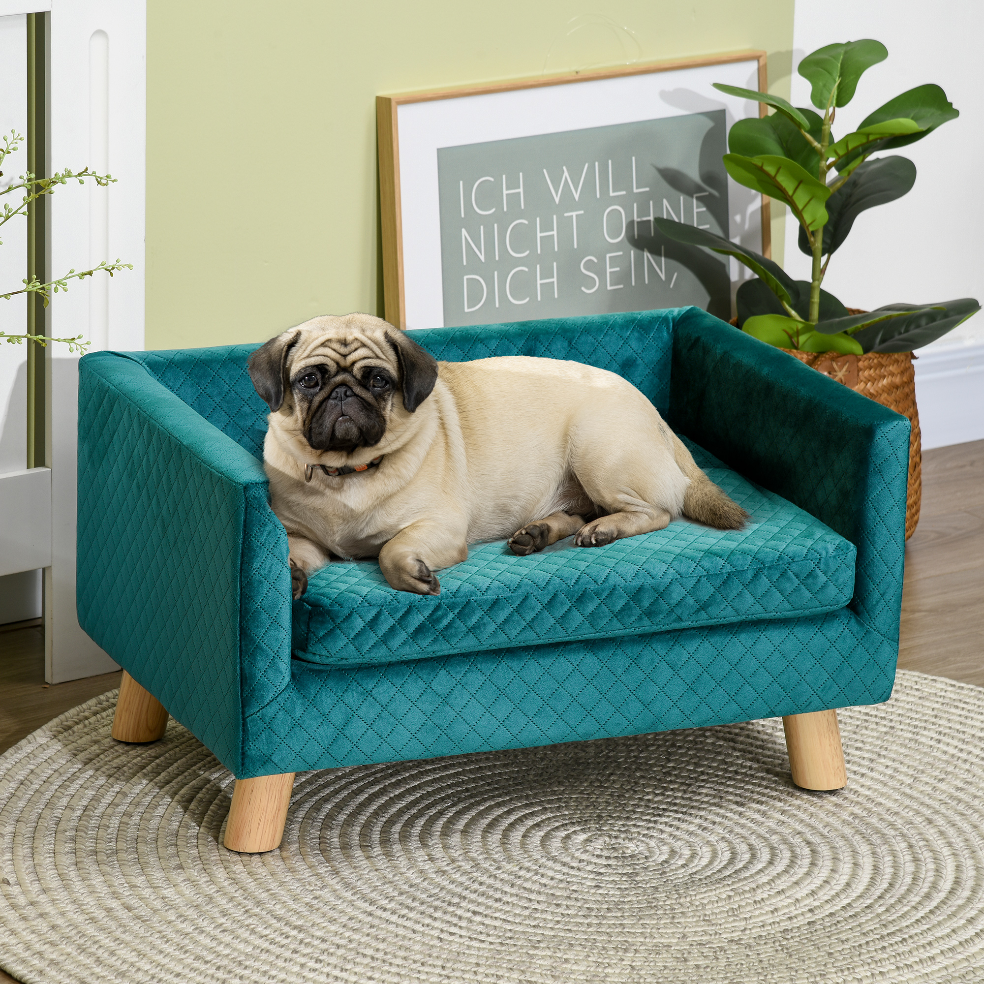 Un pug beige descansa en un sofá de terciopelo verde azulado sobre una alfombra redonda, con un cuadro y planta.