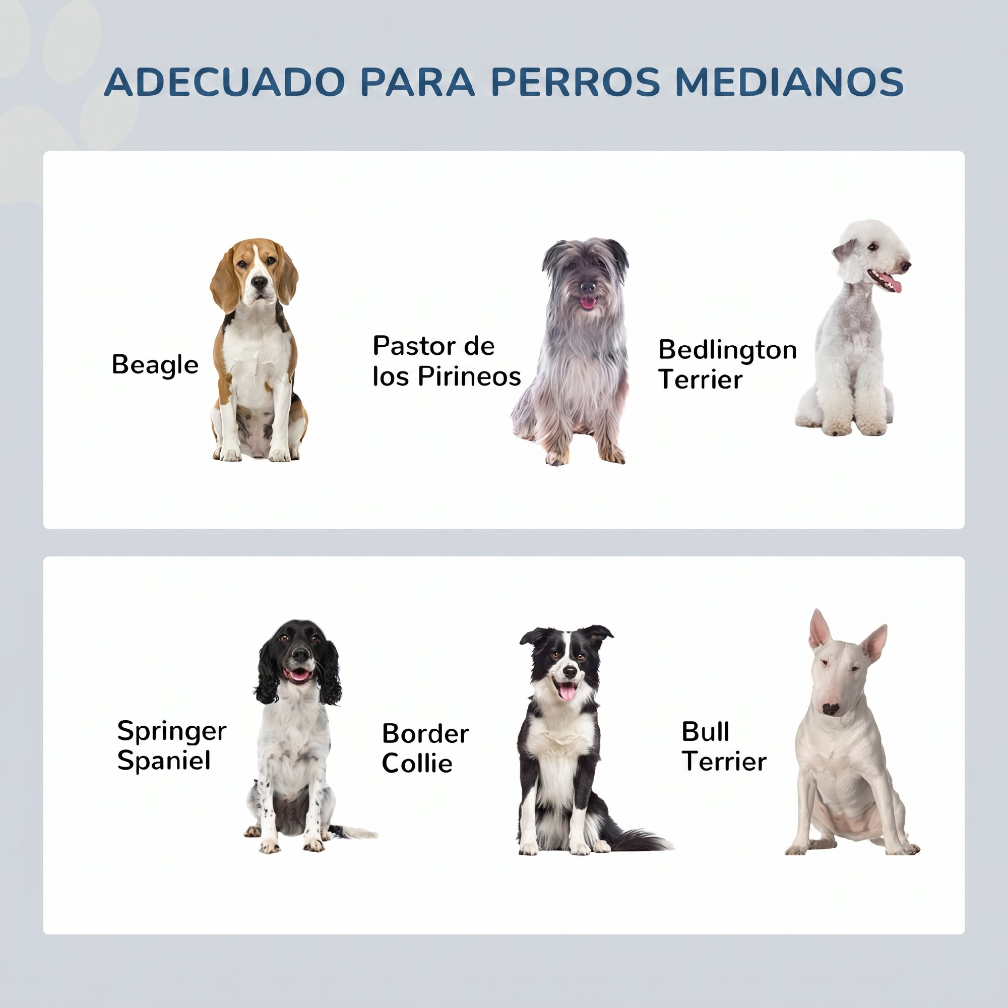Gráfico que muestra fotos y nombres de seis razas de perros medianos diferentes.