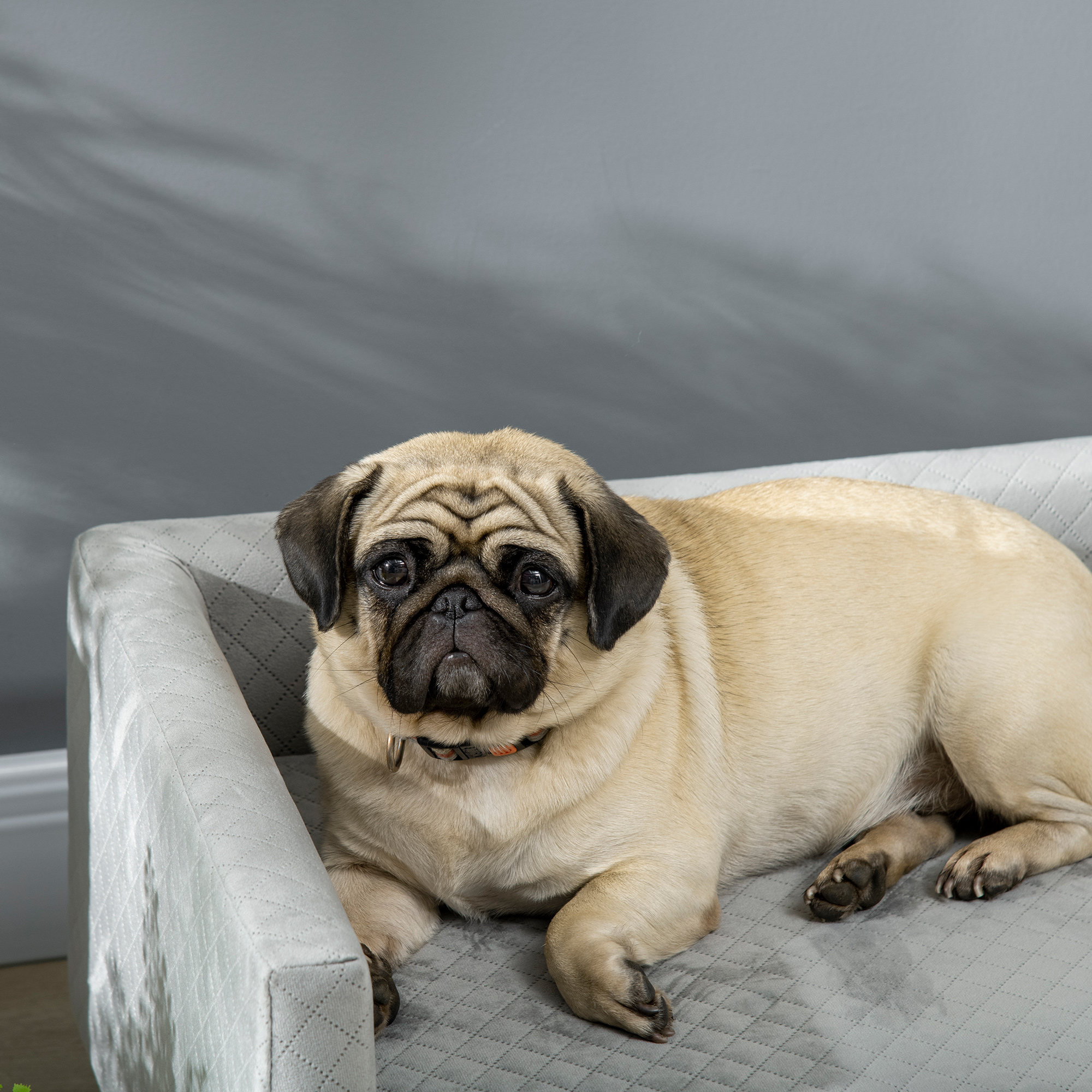 Un pug beige con cara negra descansa relajado en una cama acolchada gris contra una pared gris.