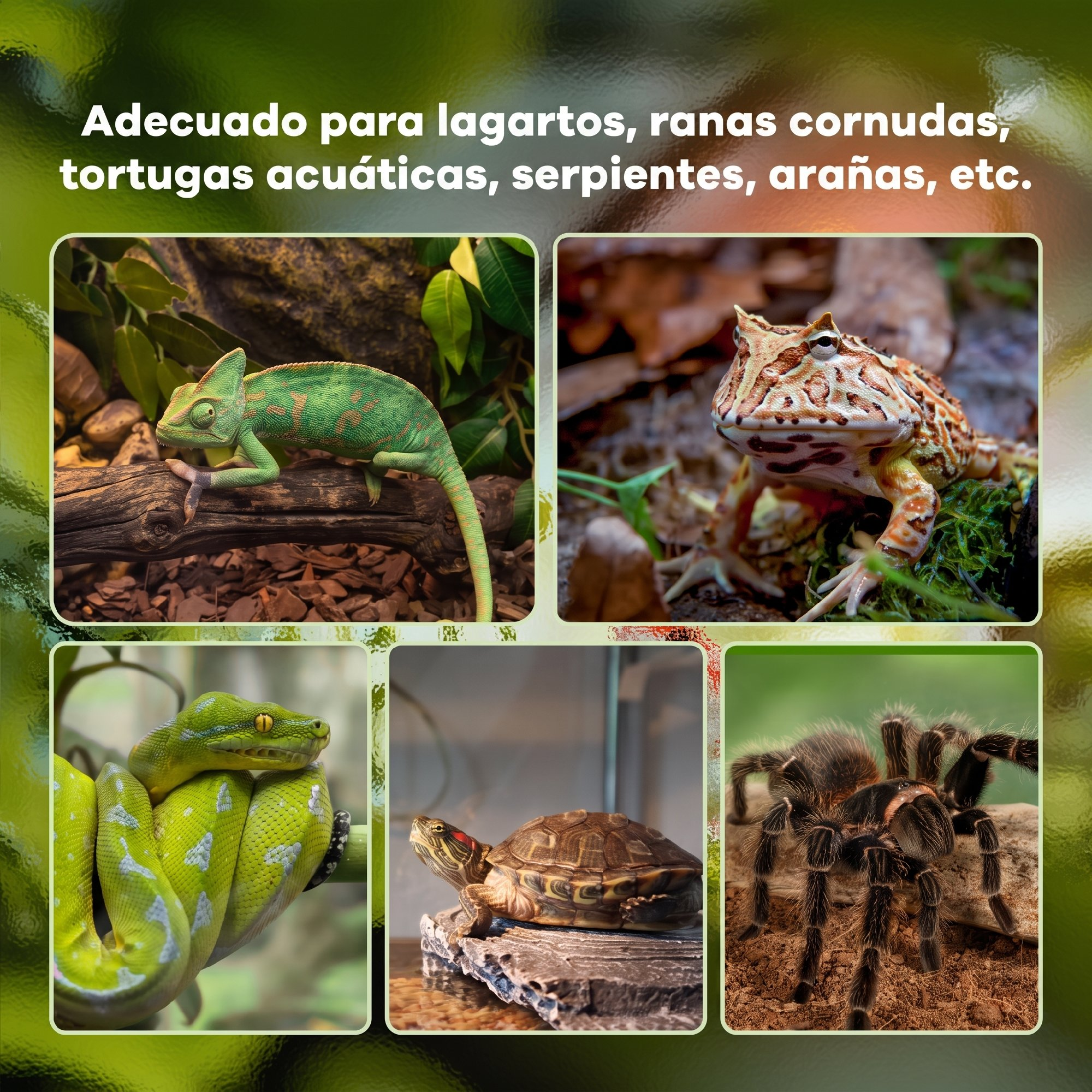 Collage de reptiles, anfibios y arácnidos que incluye un camaleón, rana, serpiente, tortuga y araña.