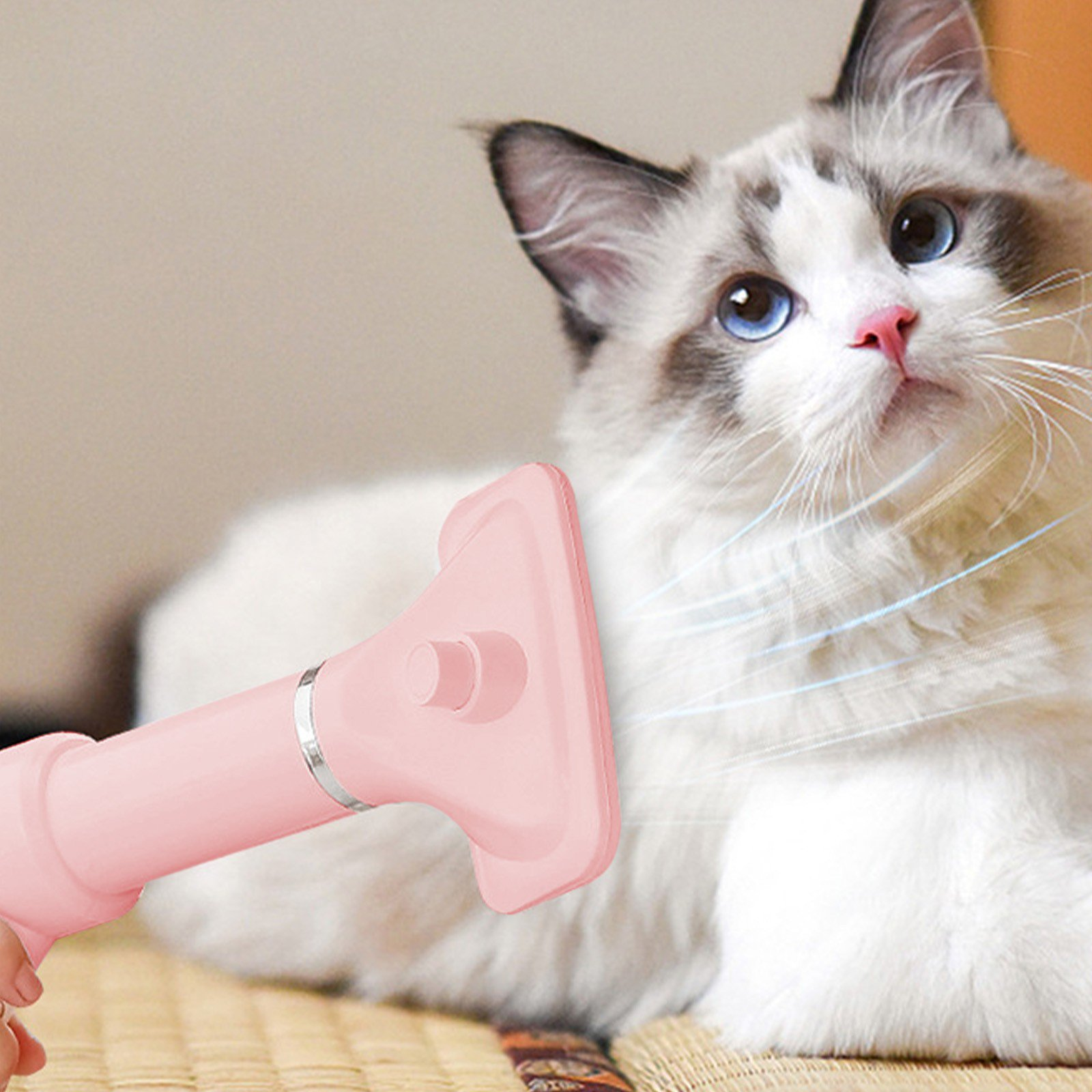Eine rosa Haarbürste bläst Luft auf eine weiße Katze mit blauen Augen.