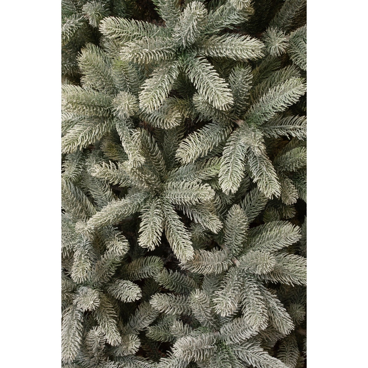 Close-up of dense, green pine foliage with a light, white layer of snow.