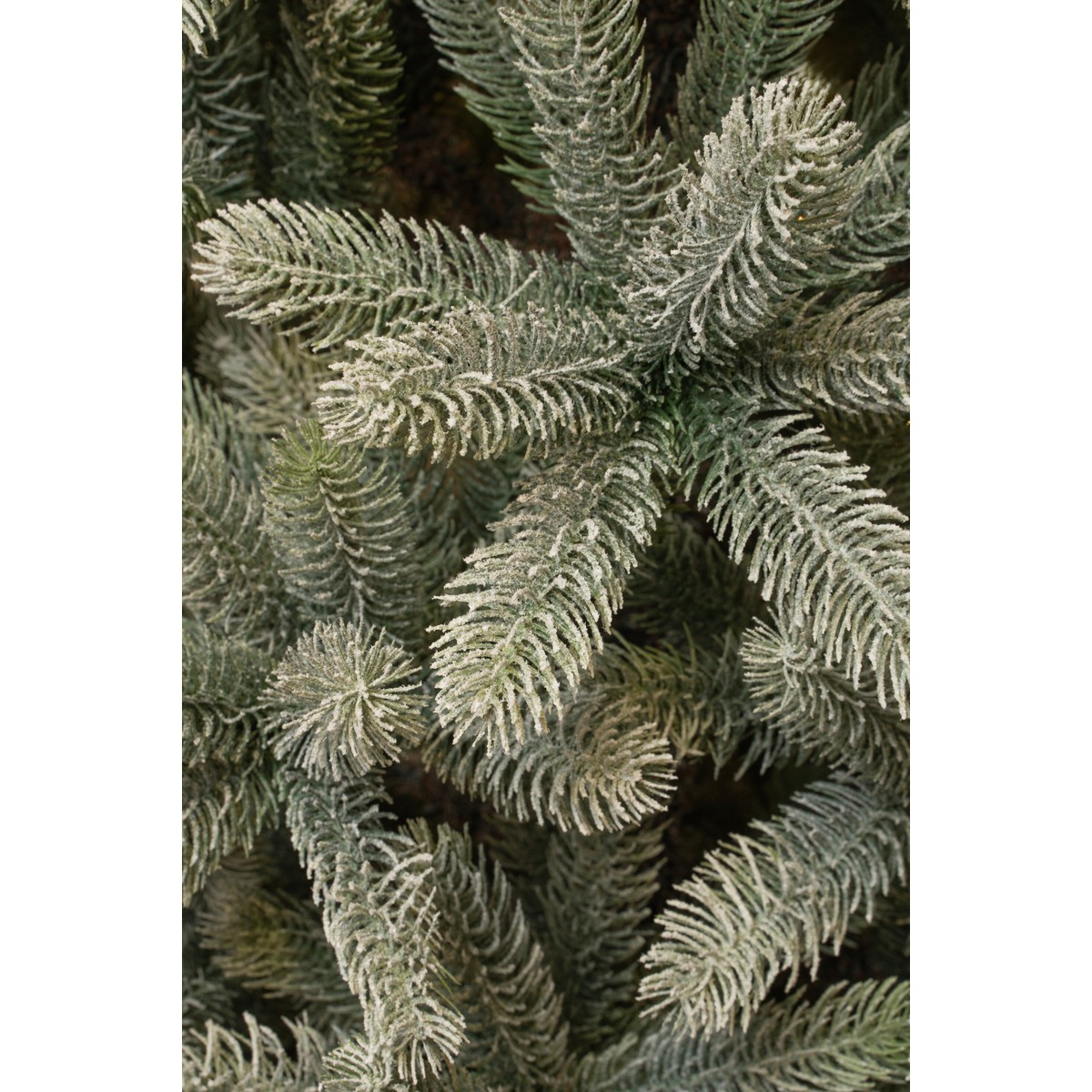 Close-up of dense, green pine tree branches with white frost coating.