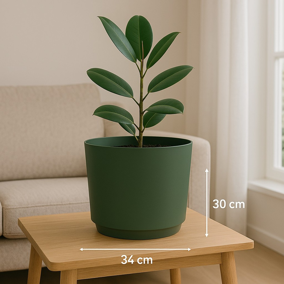 A potted rubber plant on a wooden table with dimension labels showing 30 cm height and 34 cm width.