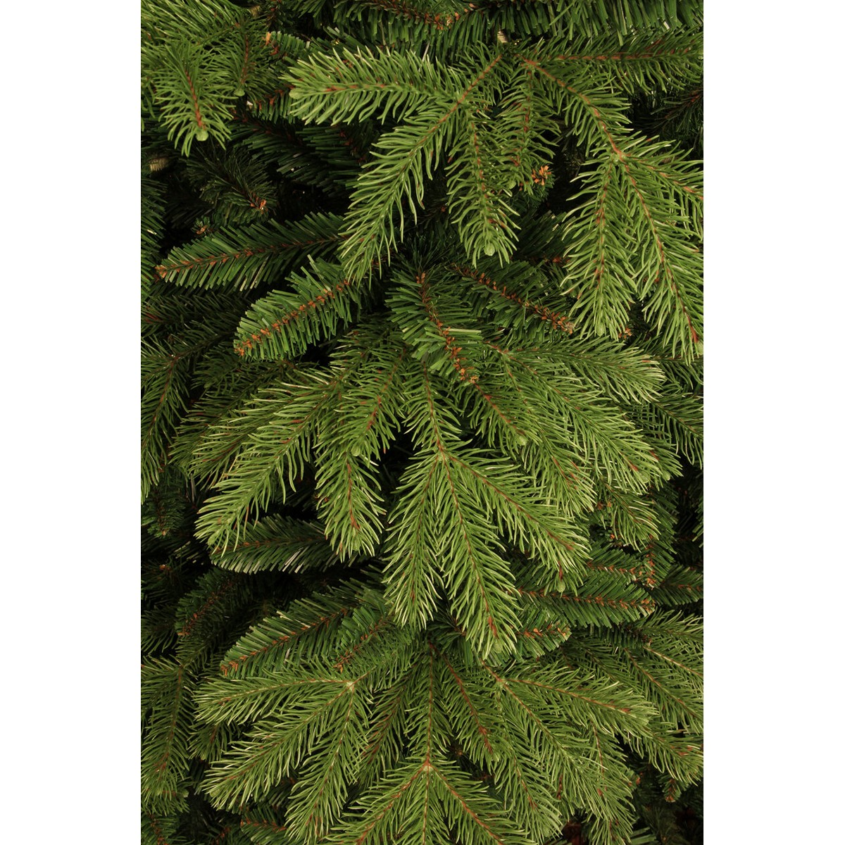 Dense green pine branches with needles completely fill the frame.