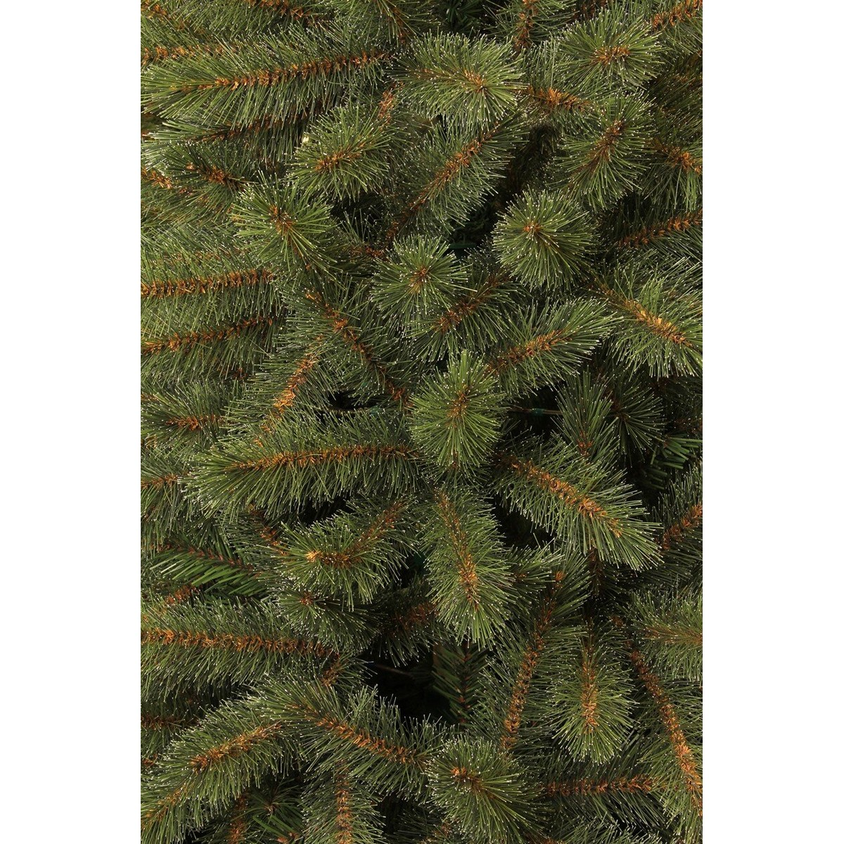 Close-up of dense green pine tree needles and brown branches.
