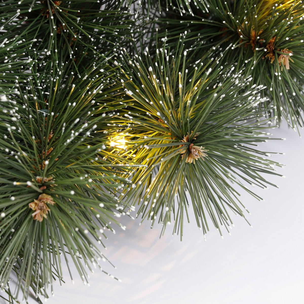 Close-up of green pine branches with white tips and warm fairy lights against a plain white background.
