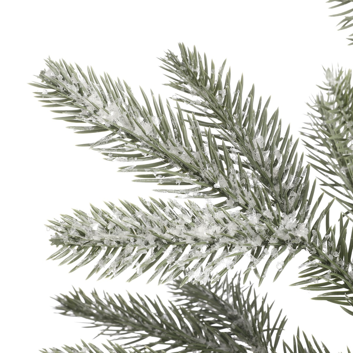 Green pine branches covered with artificial snow against a white background.