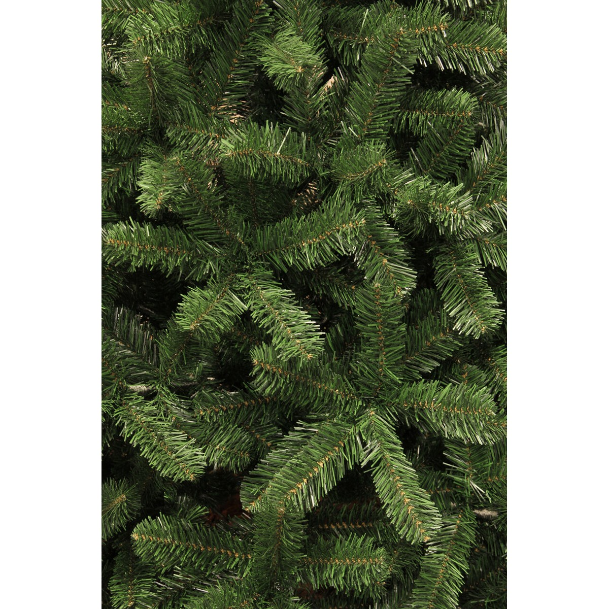 Close-up of dense green pine tree branches with fine needles.