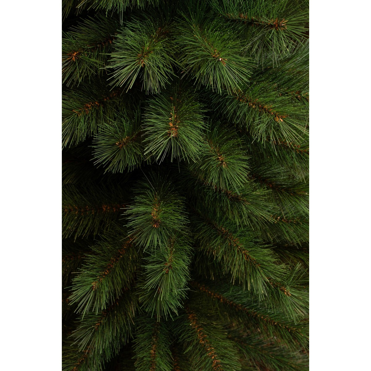 Dense green pine branches with long, fine needles fill the image.