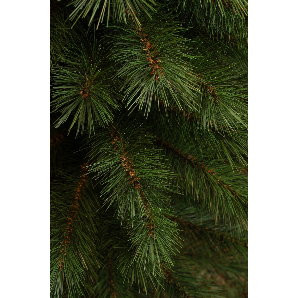 Dense green pine needles on branches with brown stems.