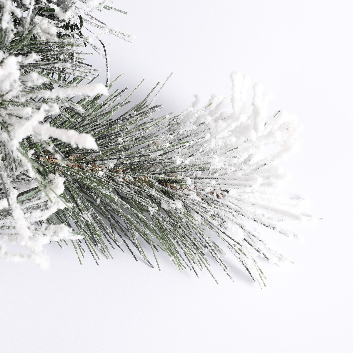 Snow-covered pine branch against a white background.