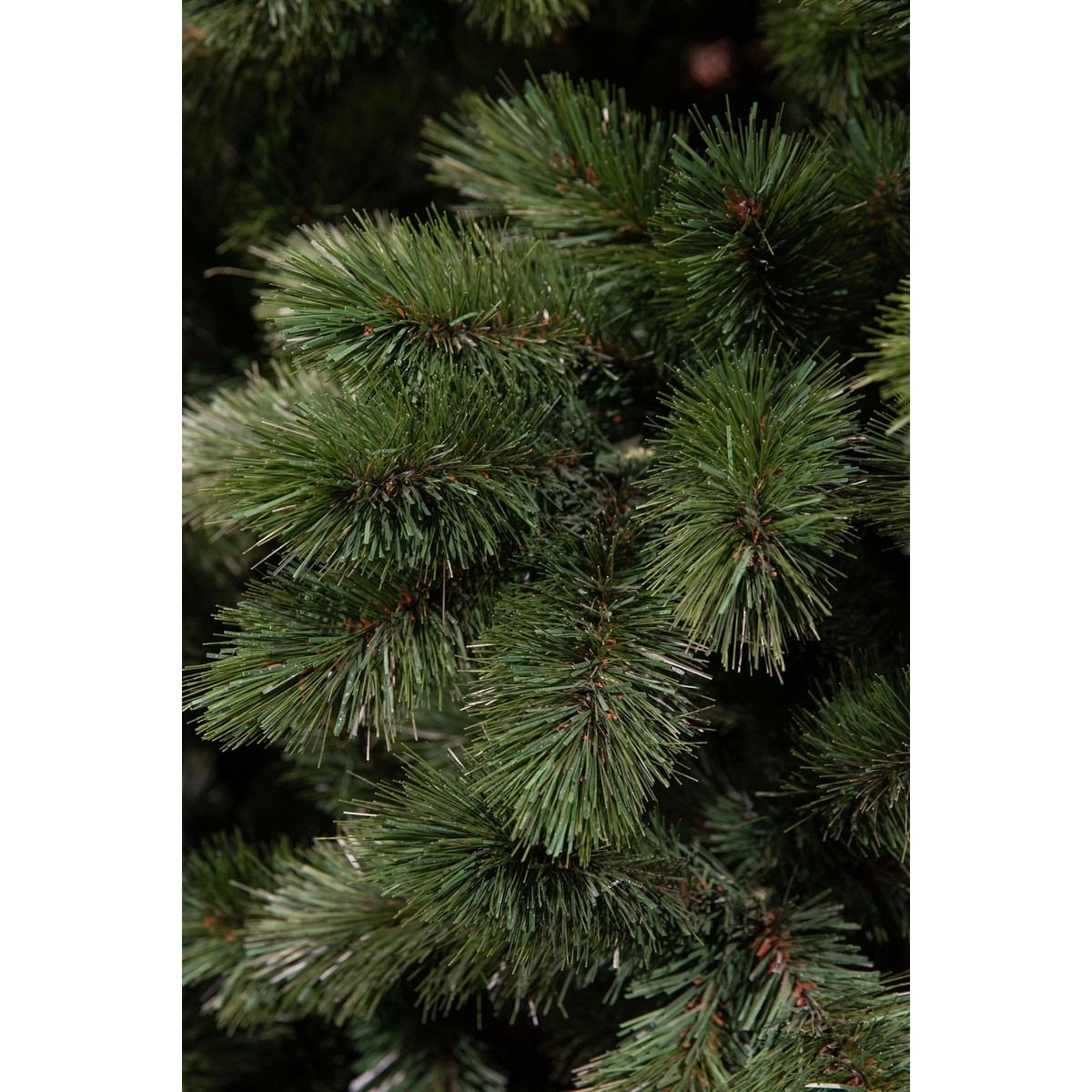Close-up view of dark green pine tree branches with fine needles.