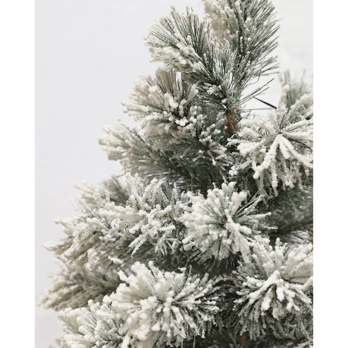 Snow-covered pine tree branches against a white background.