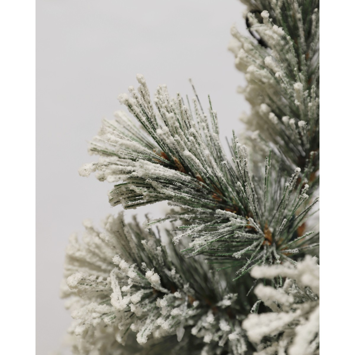 Snow-covered pine tree branches against a light background.