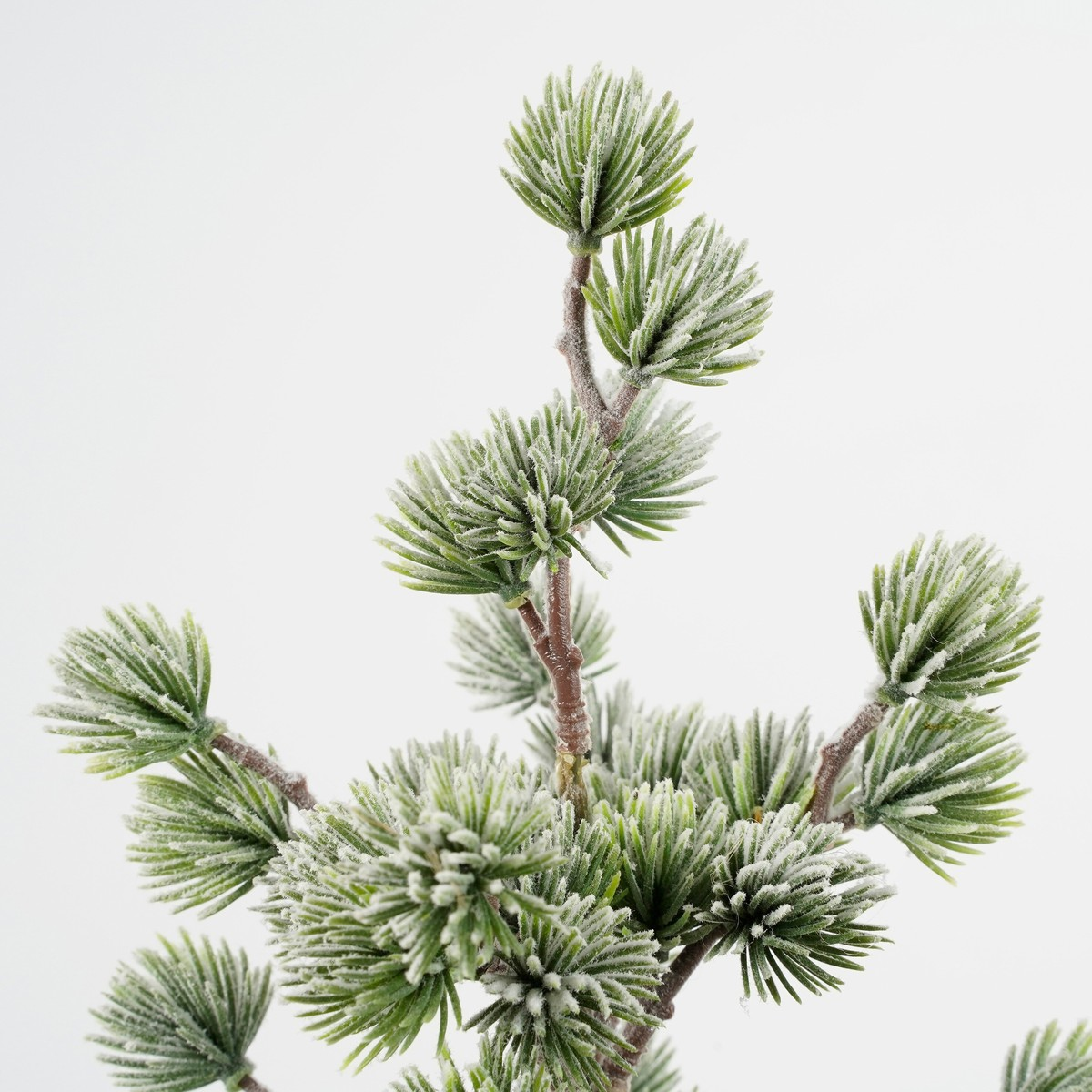 A frost-covered pine branch with green needles against a white background.