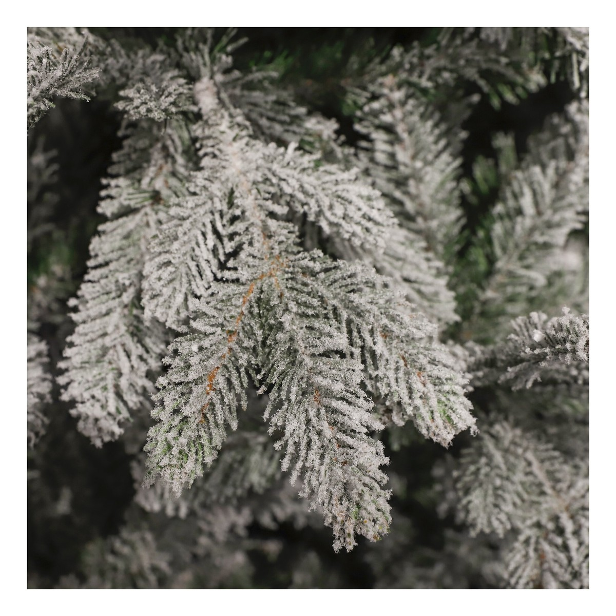 Close-up of snow-covered pine tree branches in winter.