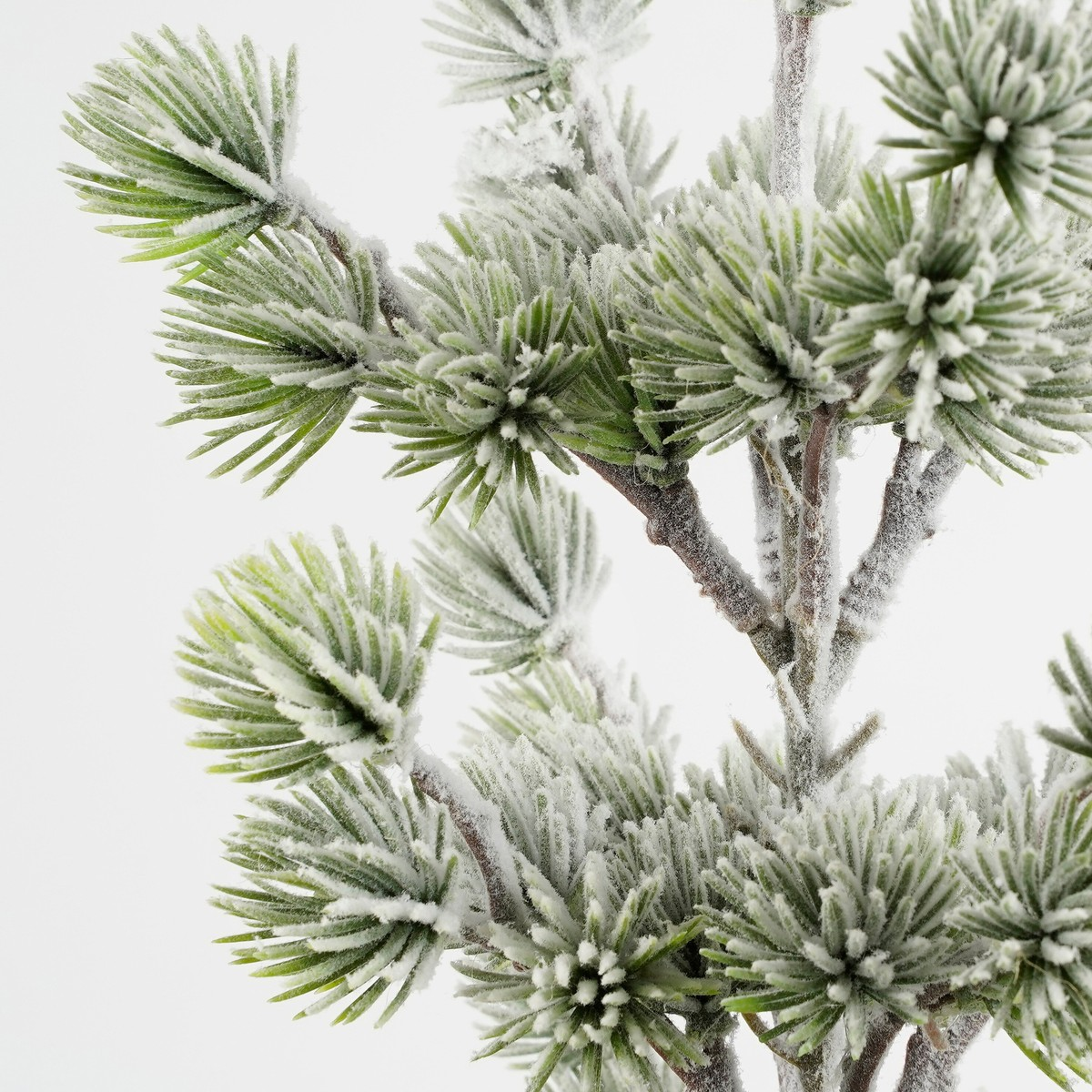Close-up of frosted green pine tree branches against a plain white background.