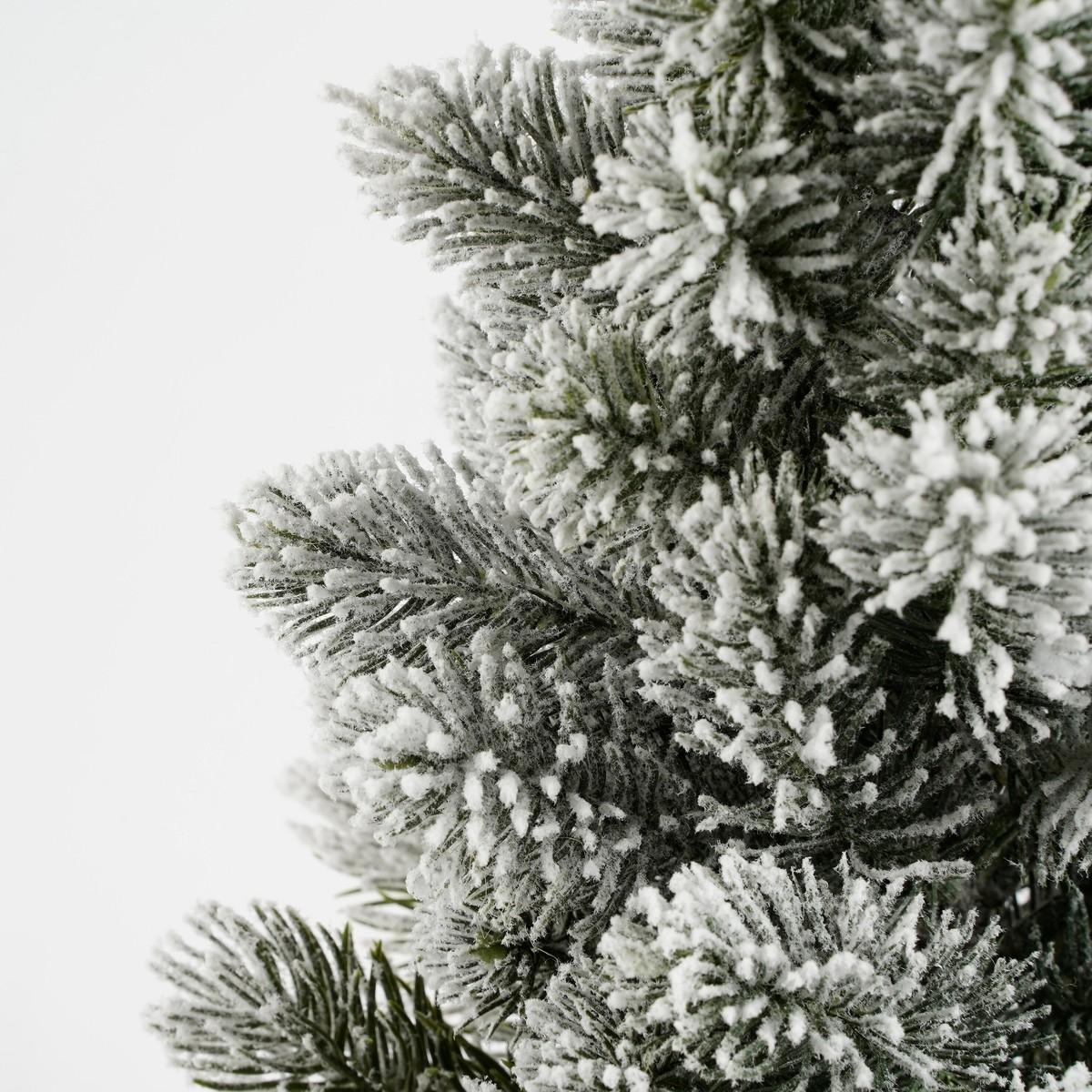 Close-up of frosted green pine tree branches against a plain white background.
