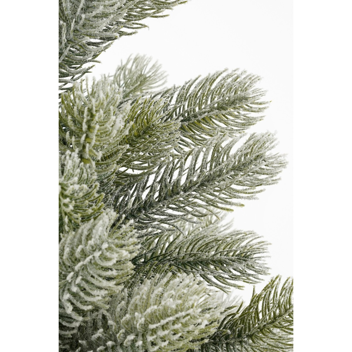 Snow-covered fir branches against a bright background.