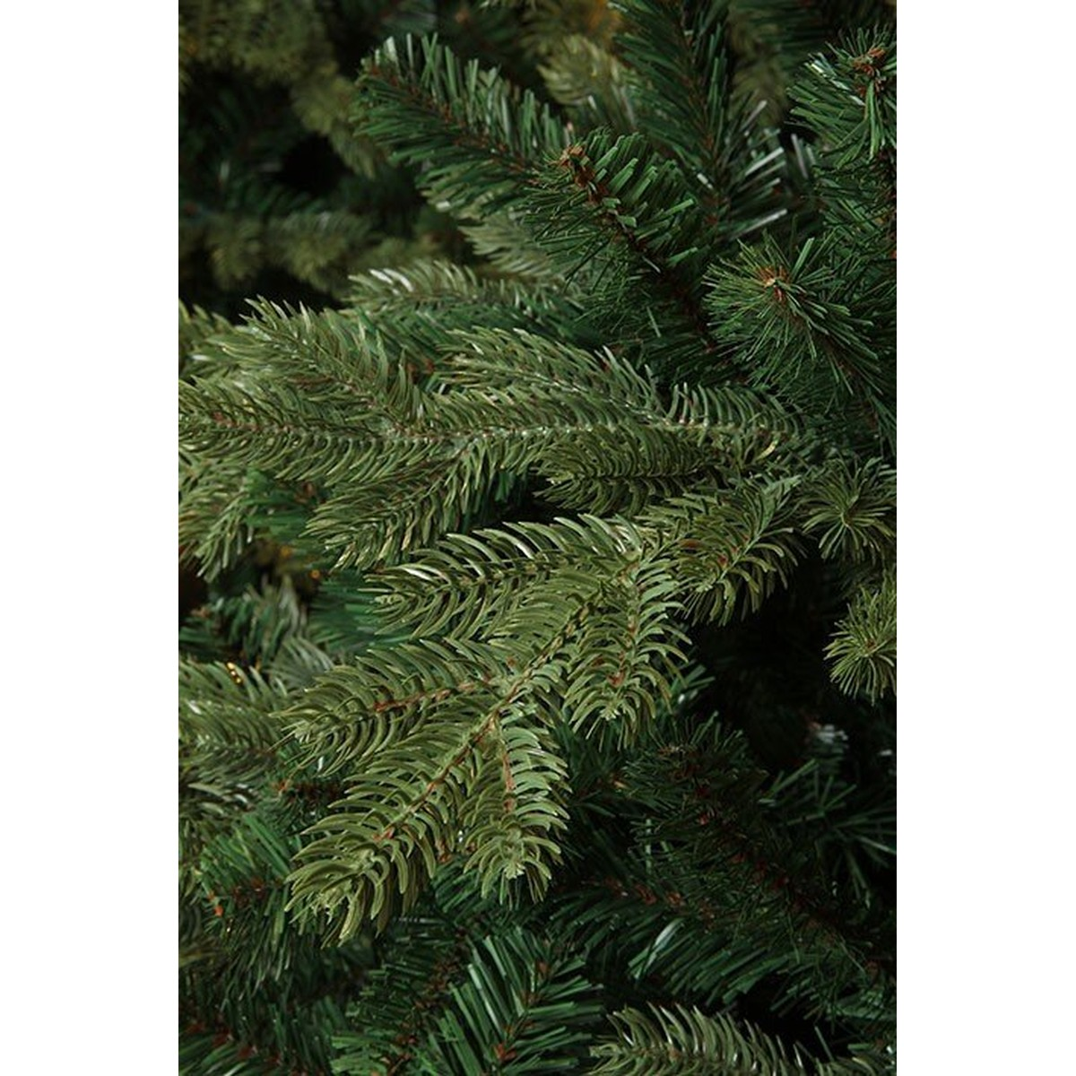 Close-up of dense, green pine needles on a Christmas tree.