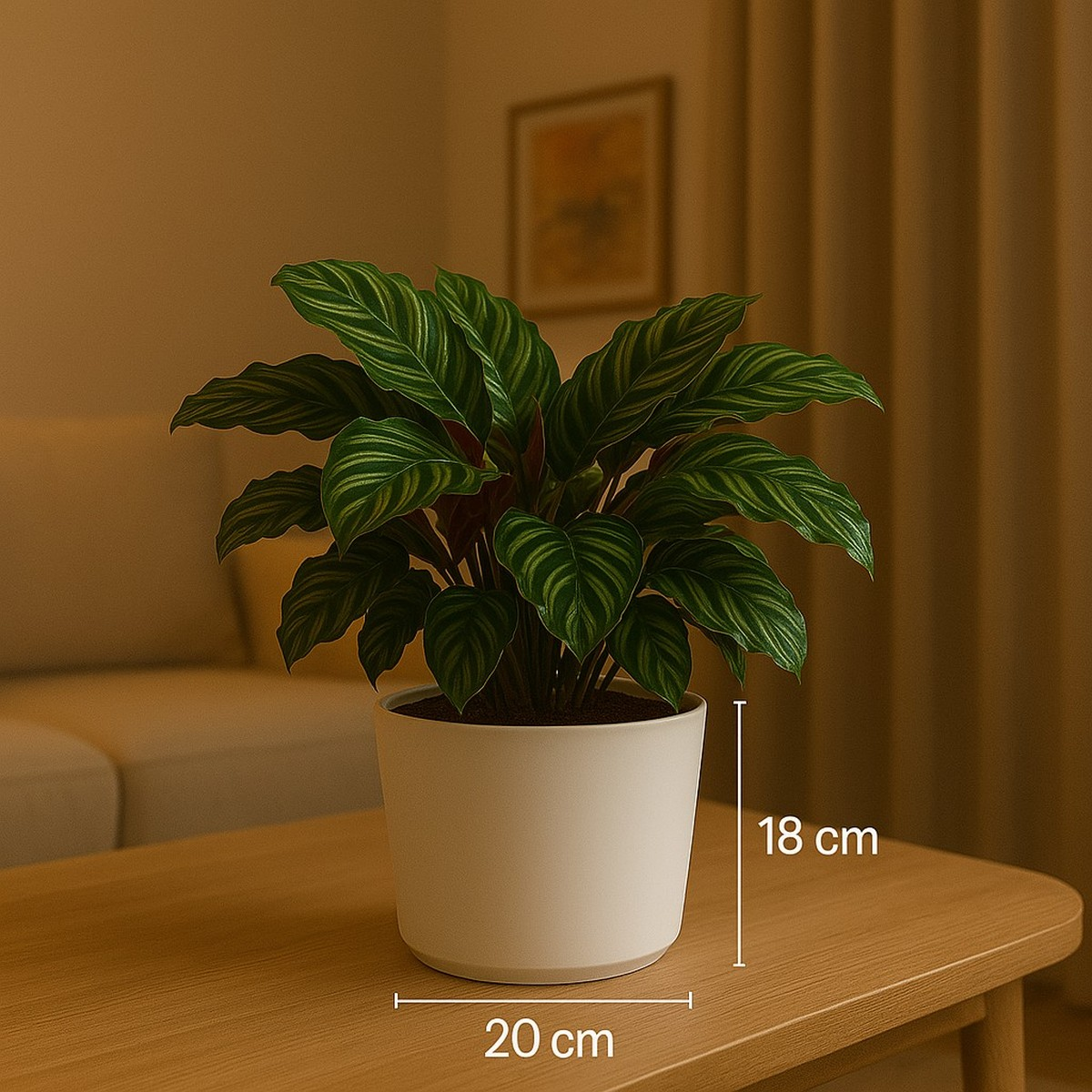 Green calathea plant in a white 18x20cm pot on a wooden table.