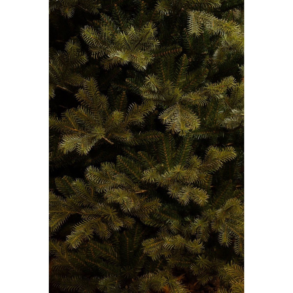 Dense green needles and branches of a fir tree create a closed texture.