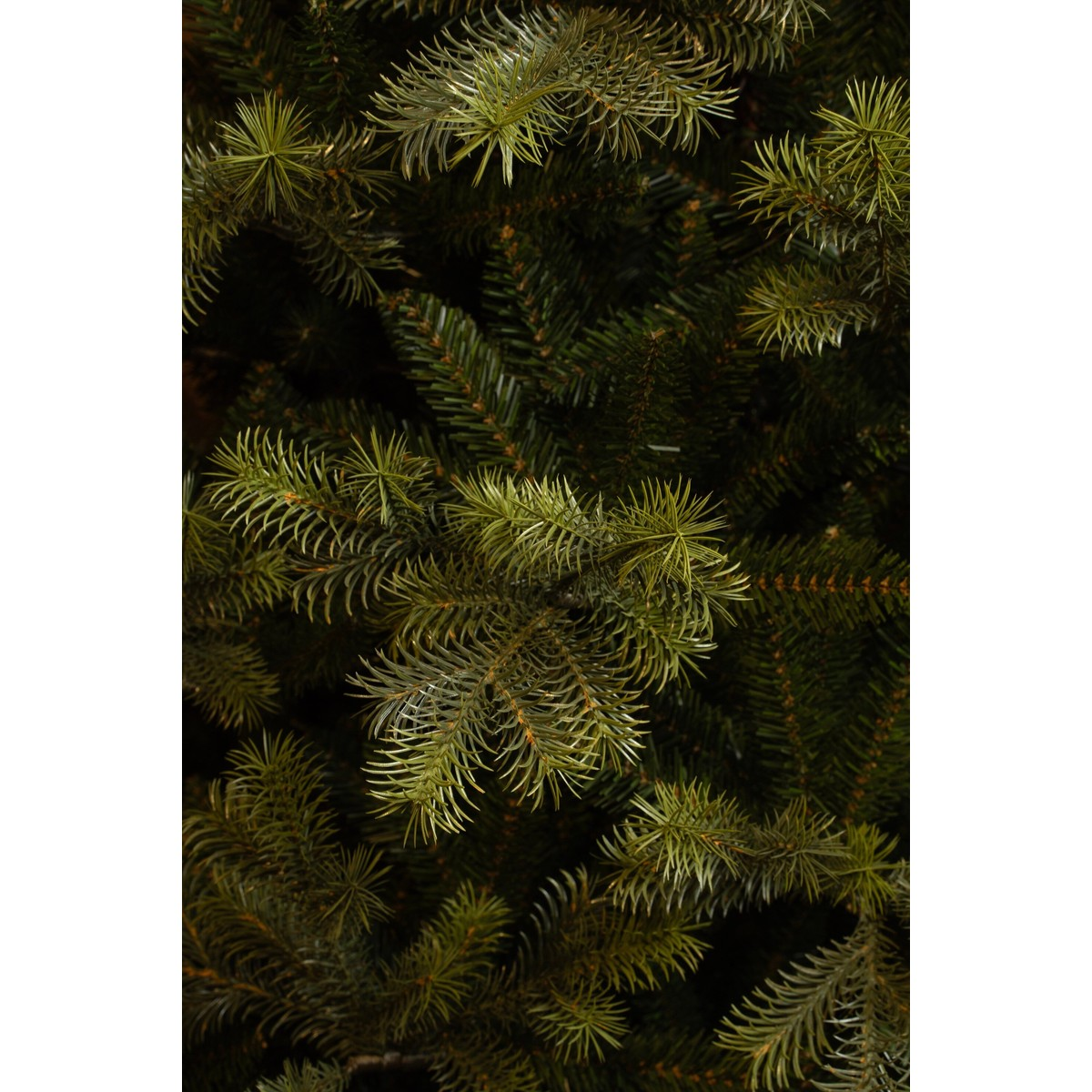 Close-up of dense green branches of a fir or spruce tree with fine needles.
